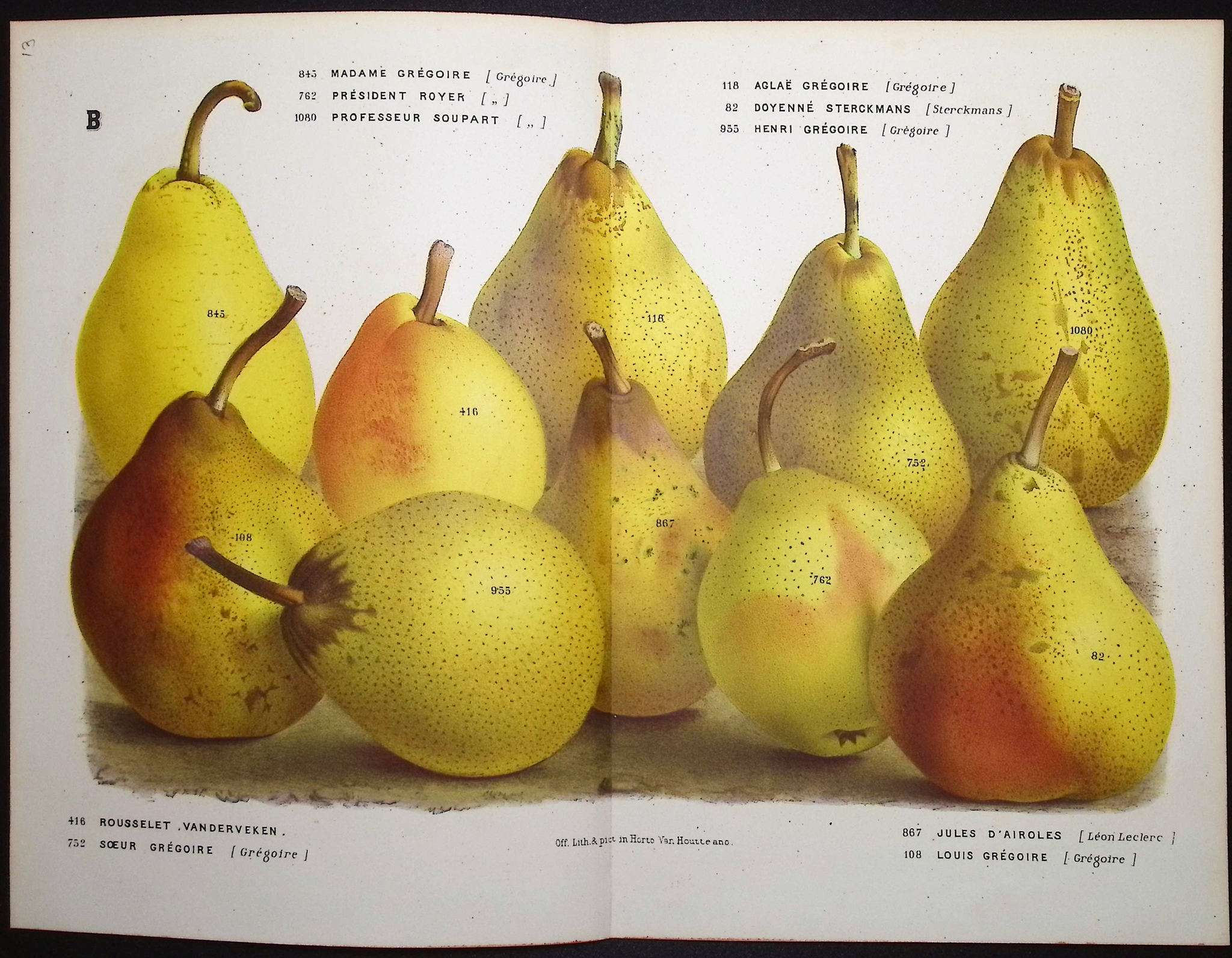 Van Houtte - 5 Pear Prints