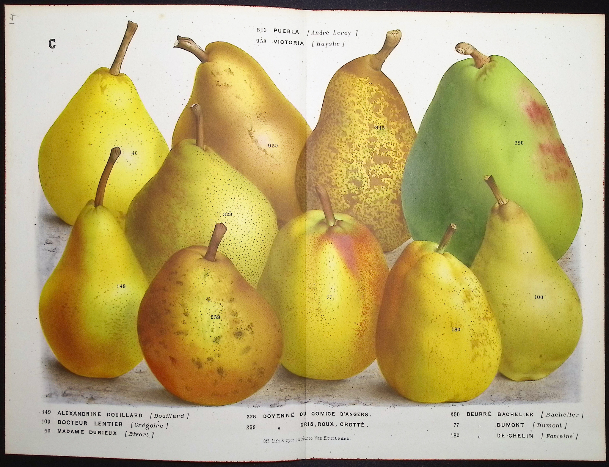 Van Houtte - 5 Pear Prints
