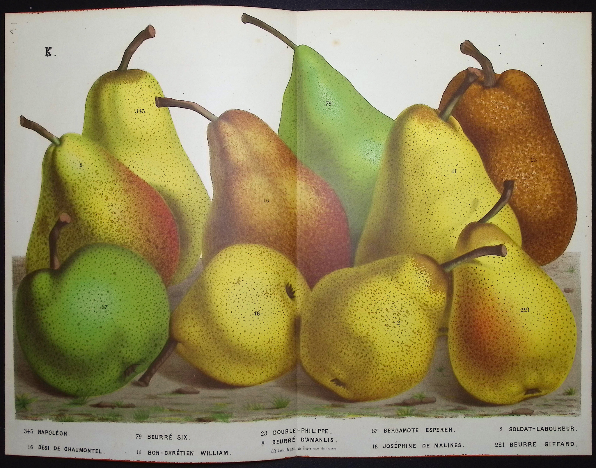 Van Houtte - 5 Pear Prints