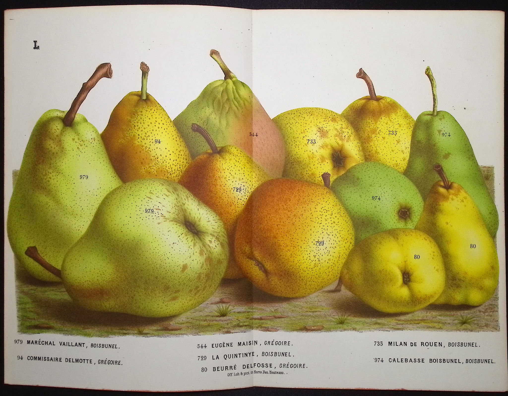 Van Houtte - 5 Pear Prints