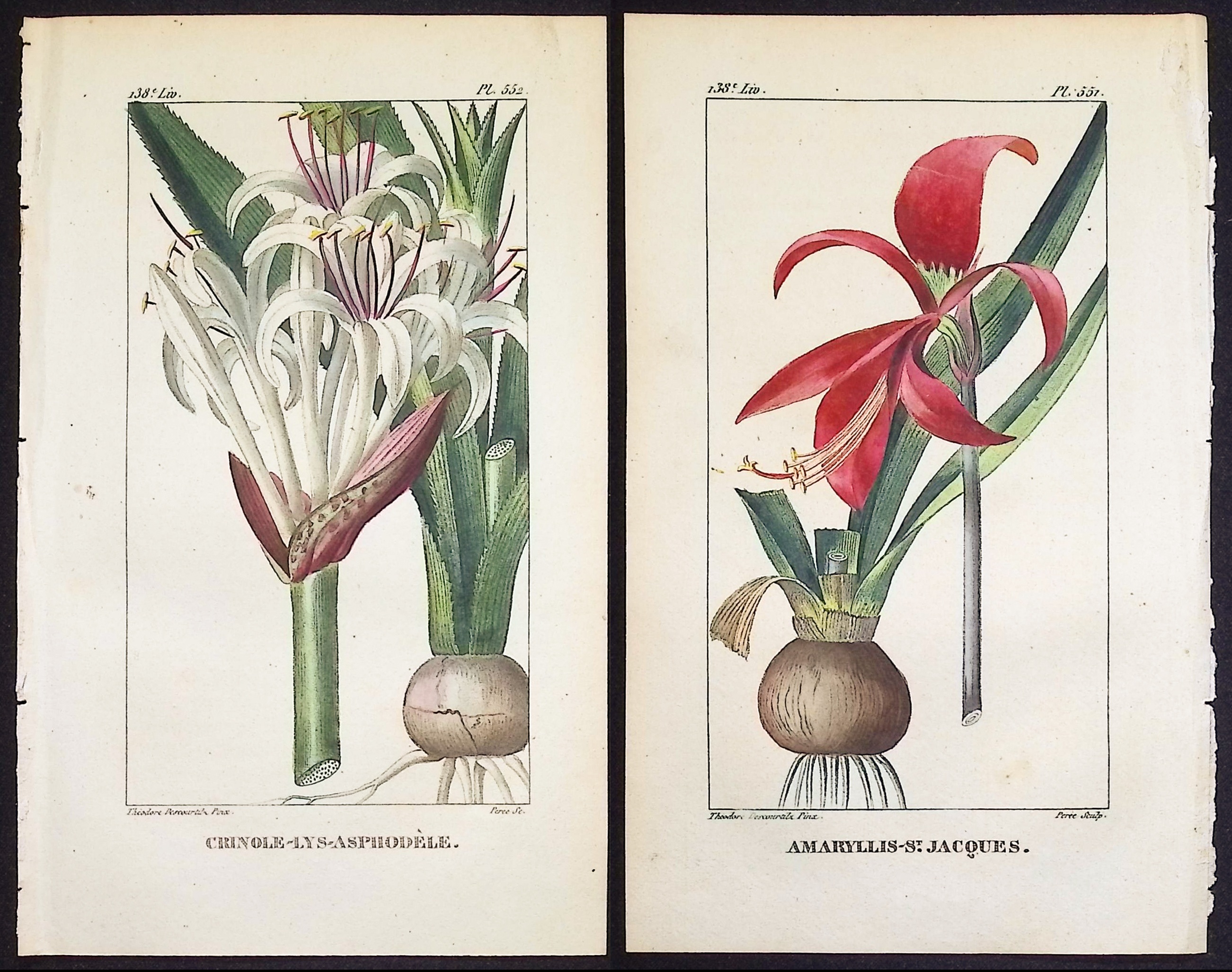 Descourtilz - 3 Sea Daffodil & Amaryllis Engravings