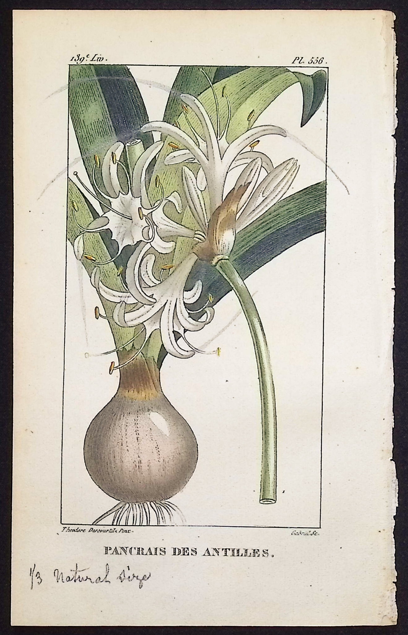 Descourtilz - 3 Sea Daffodil & Amaryllis Engravings