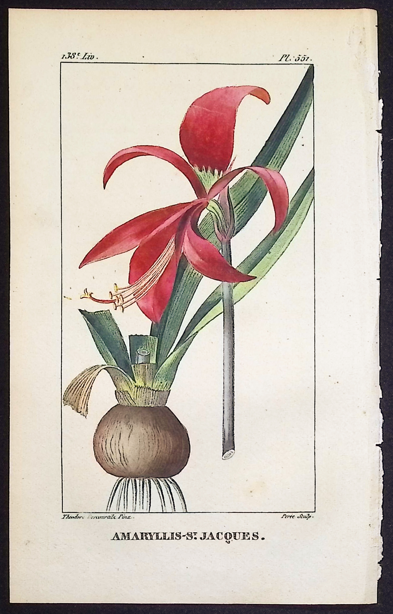 Descourtilz - 3 Sea Daffodil & Amaryllis Engravings