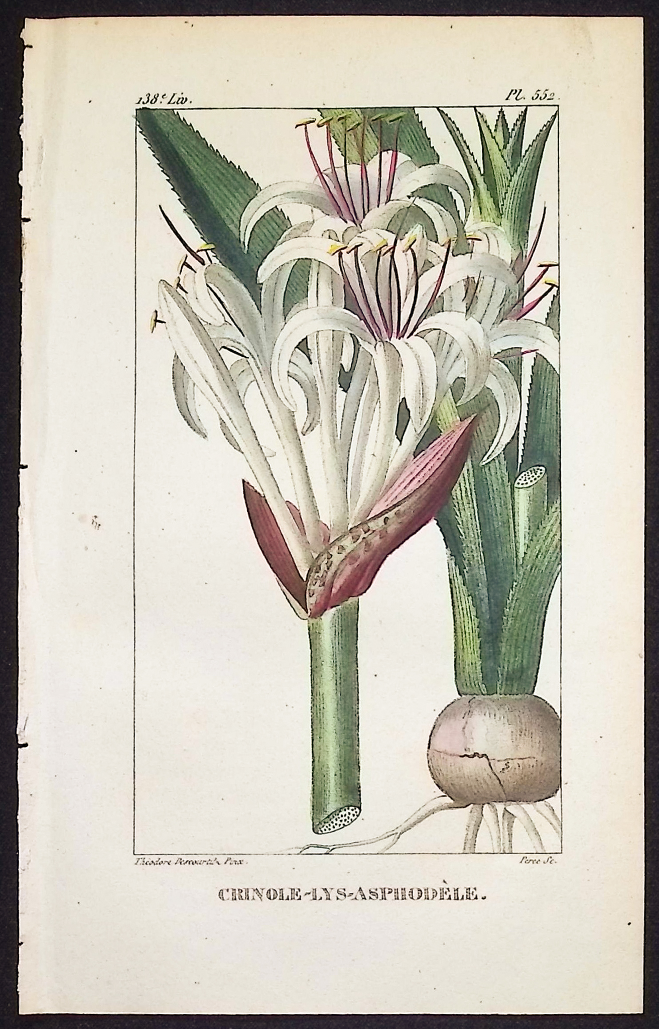 Descourtilz - 3 Sea Daffodil & Amaryllis Engravings