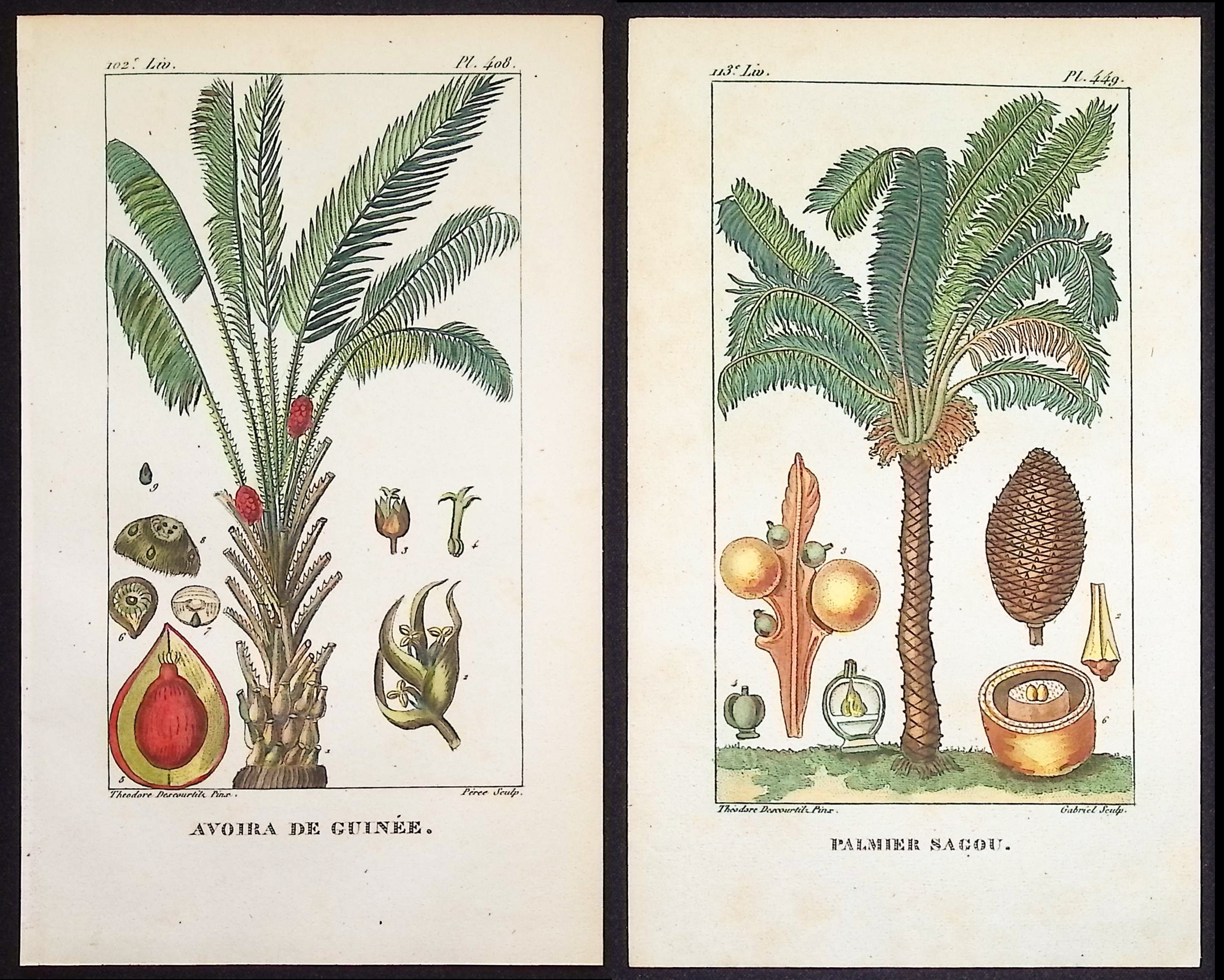 Descourtilz - Pair of Palm Engravings