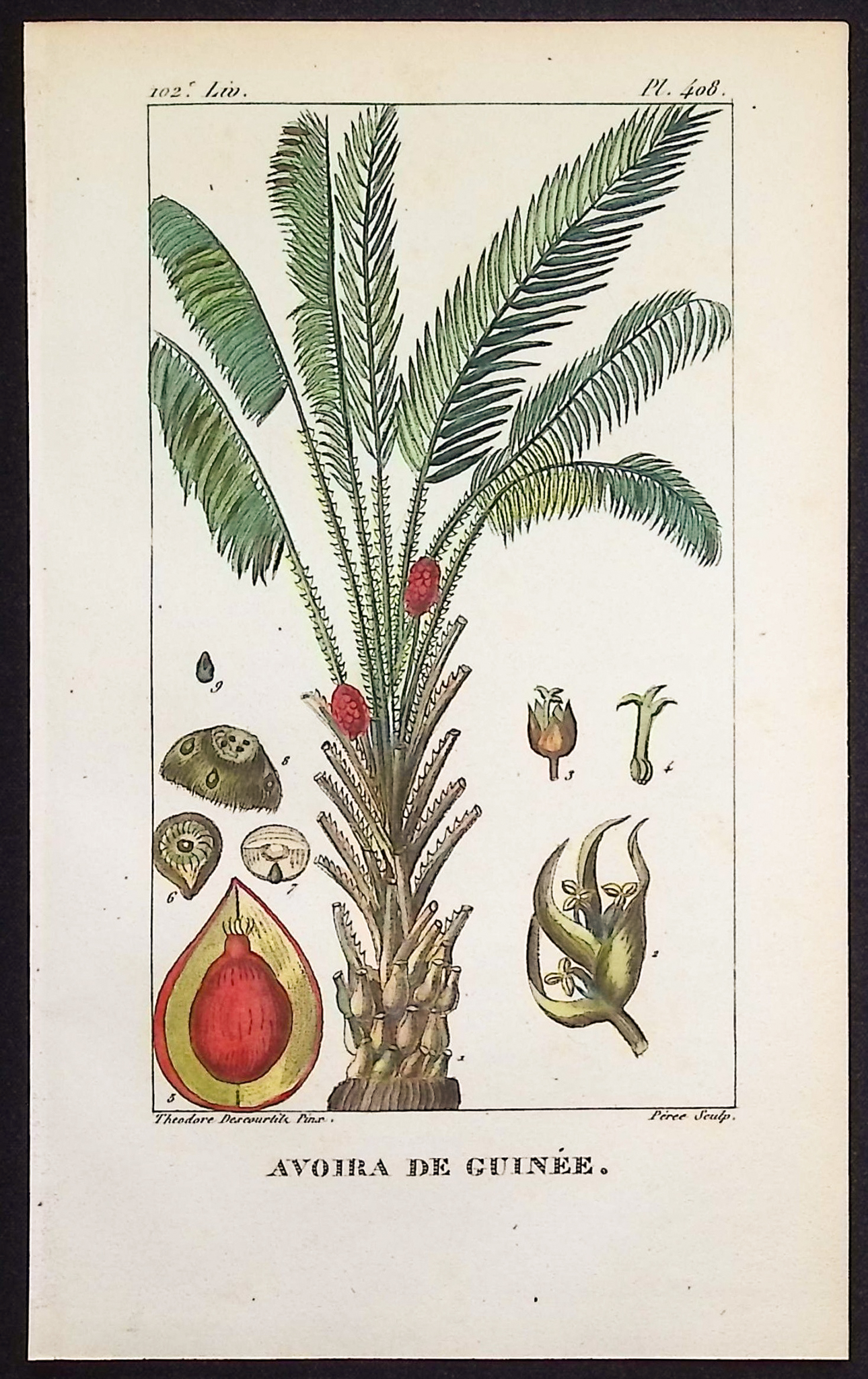 Descourtilz - Pair of Palm Engravings