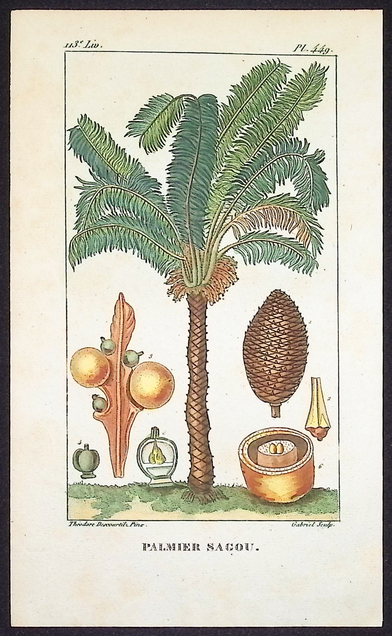 Descourtilz - Pair of Palm Engravings