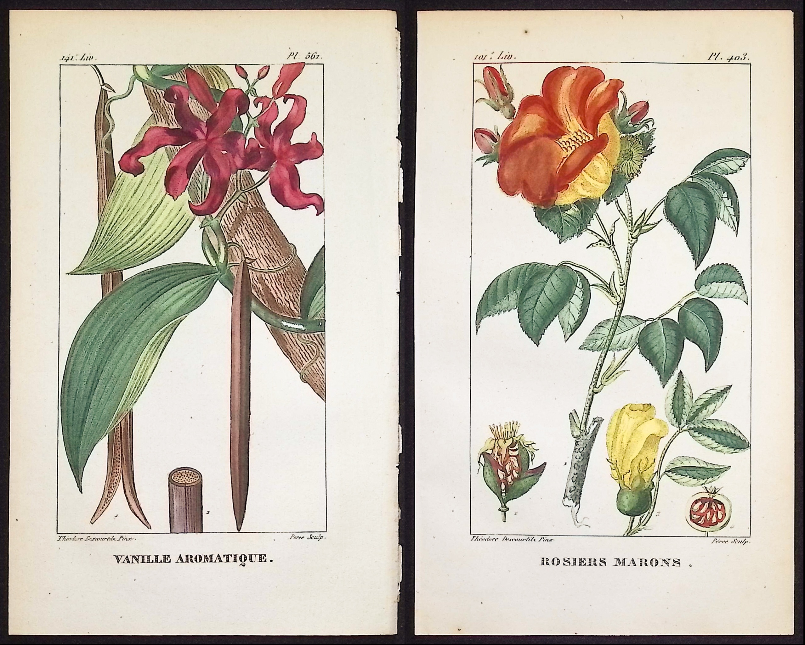 Descourtilz - 4 Botanical Engravings (Vanilla, Rose)