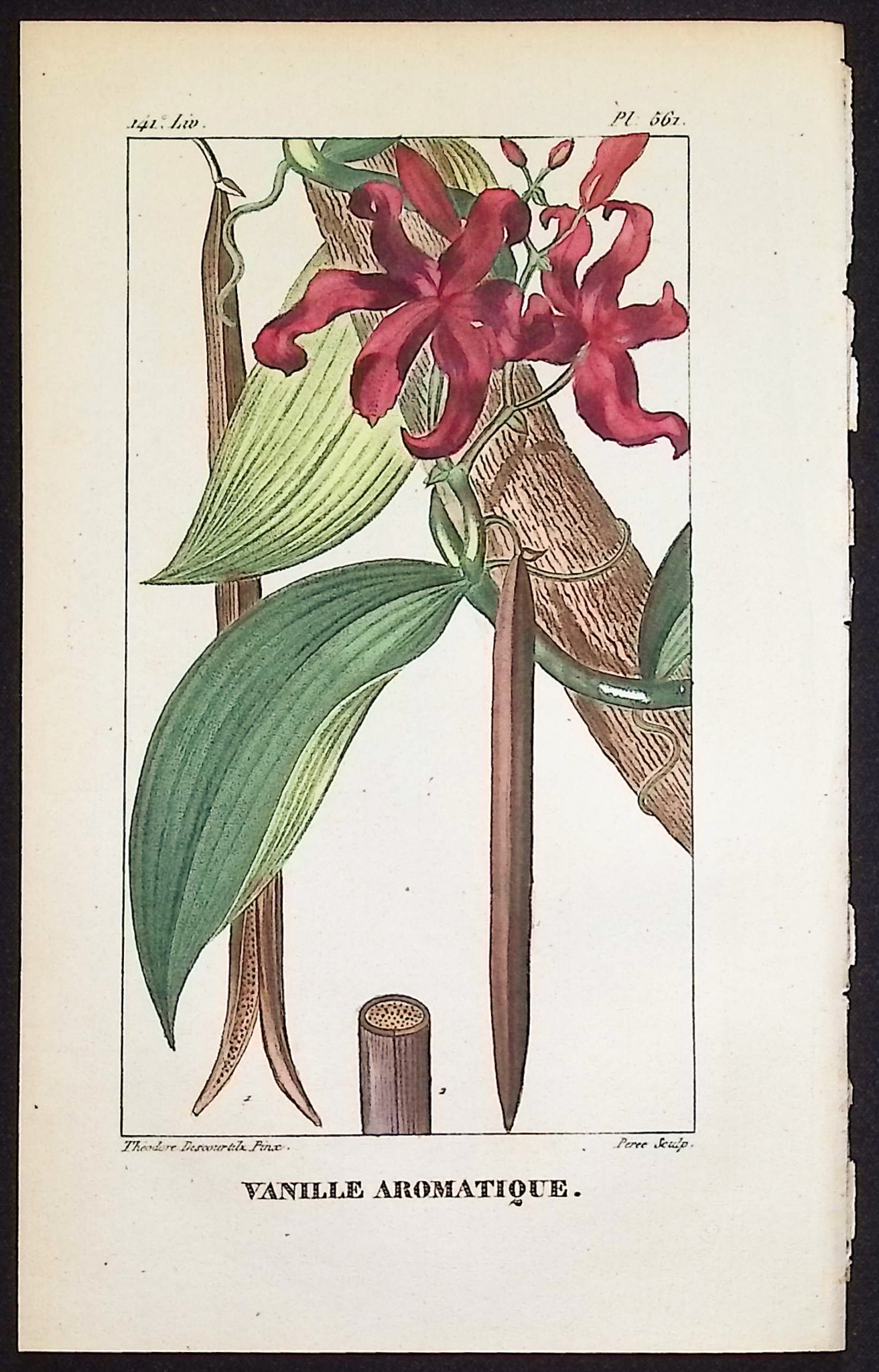 Descourtilz - 4 Botanical Engravings (Vanilla, Rose)