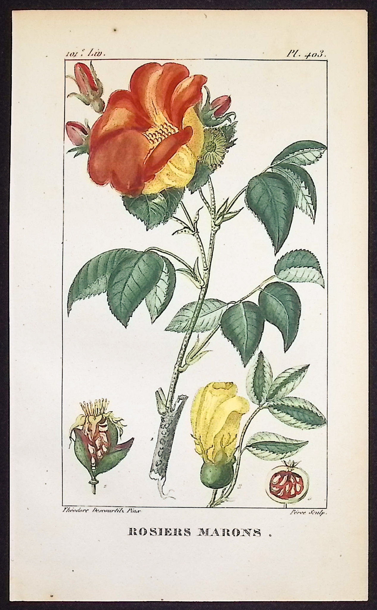 Descourtilz - 4 Botanical Engravings (Vanilla, Rose)