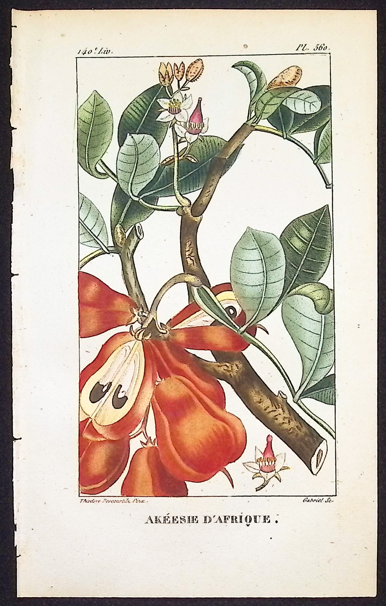 Descourtilz - 4 Botanical Engravings (Vanilla, Rose)