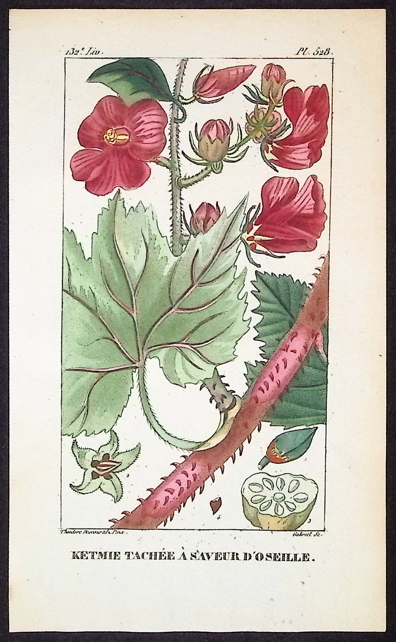 Descourtilz - 4 Botanical Engravings (Vanilla, Rose)