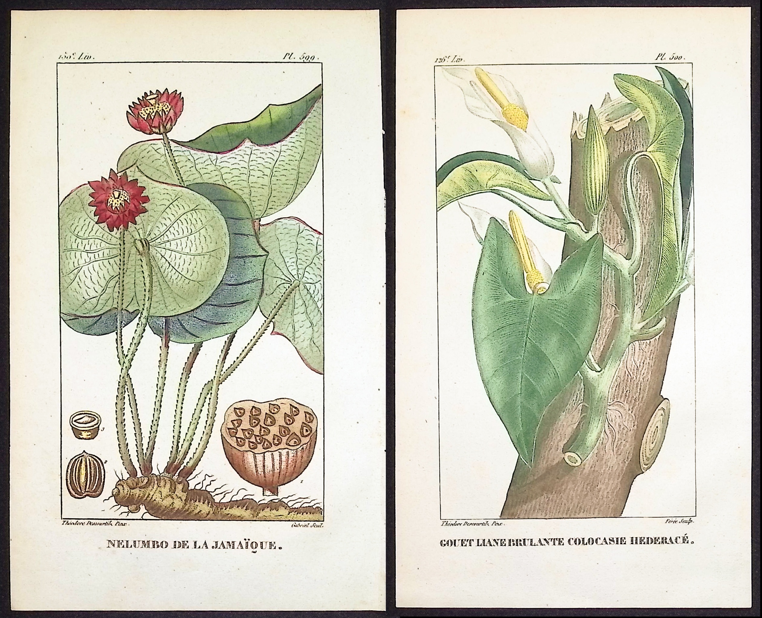 Descourtilz - 6 Botanical Engravings