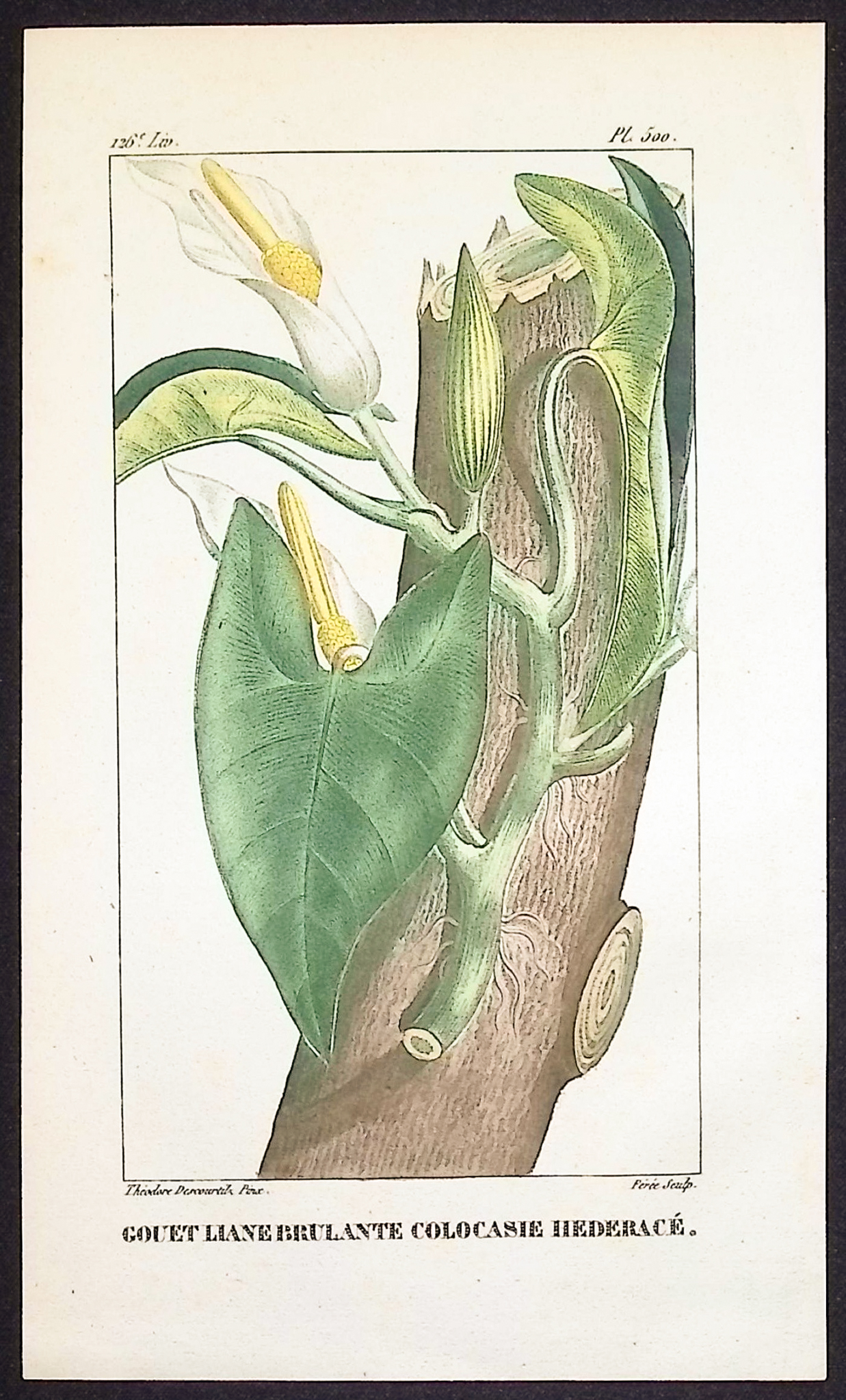 Descourtilz - 6 Botanical Engravings