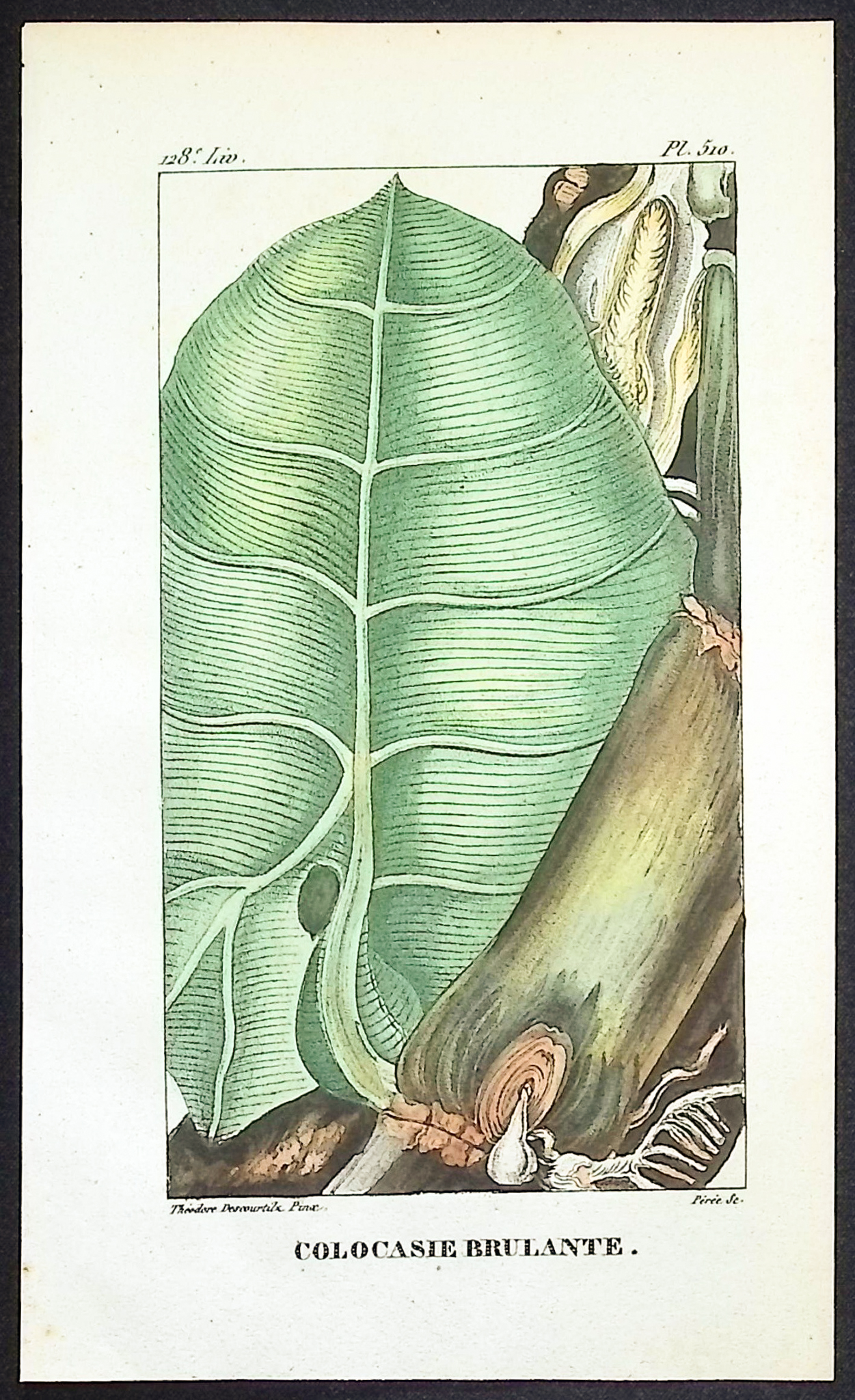 Descourtilz - 6 Botanical Engravings