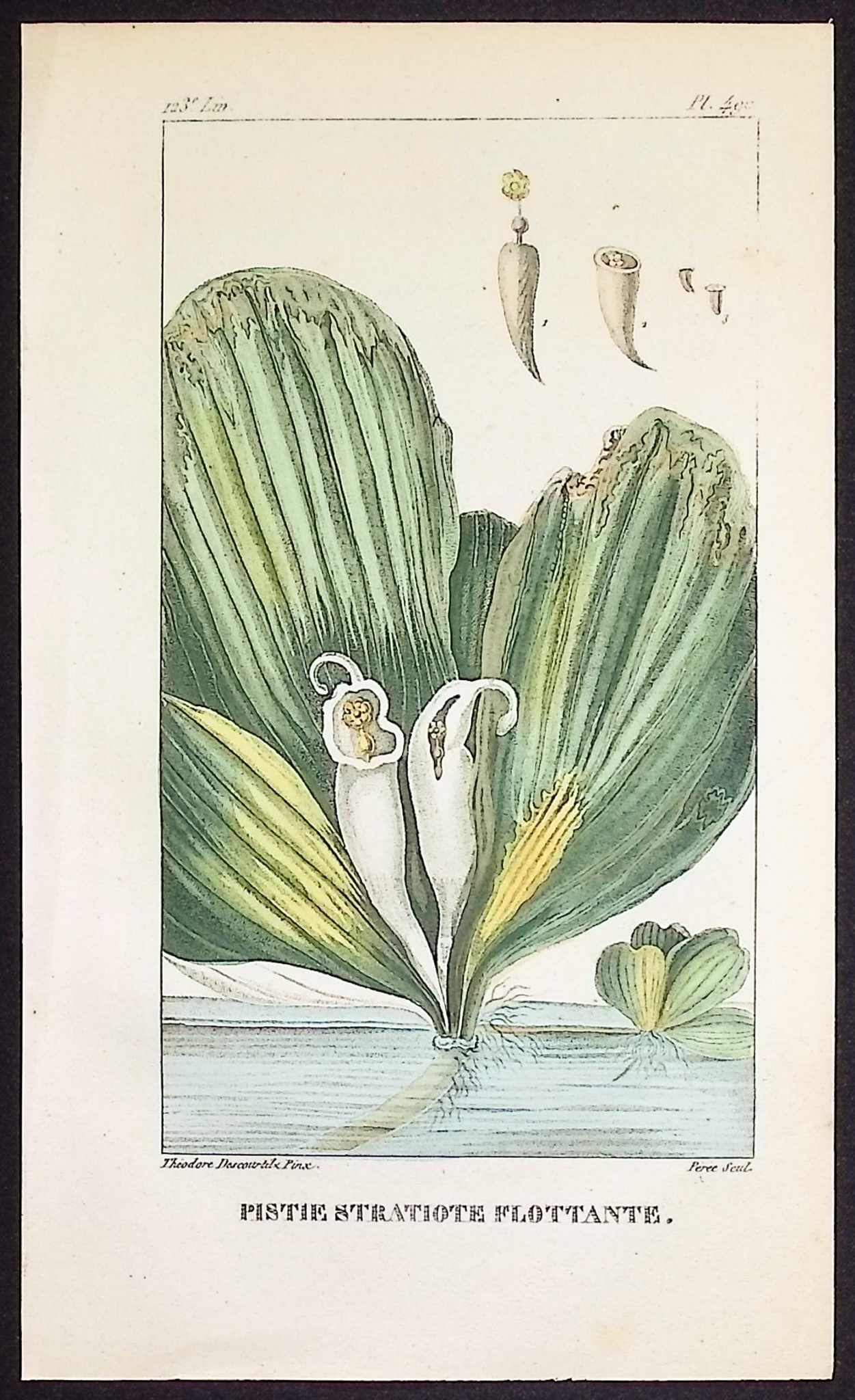 Descourtilz - 6 Botanical Engravings