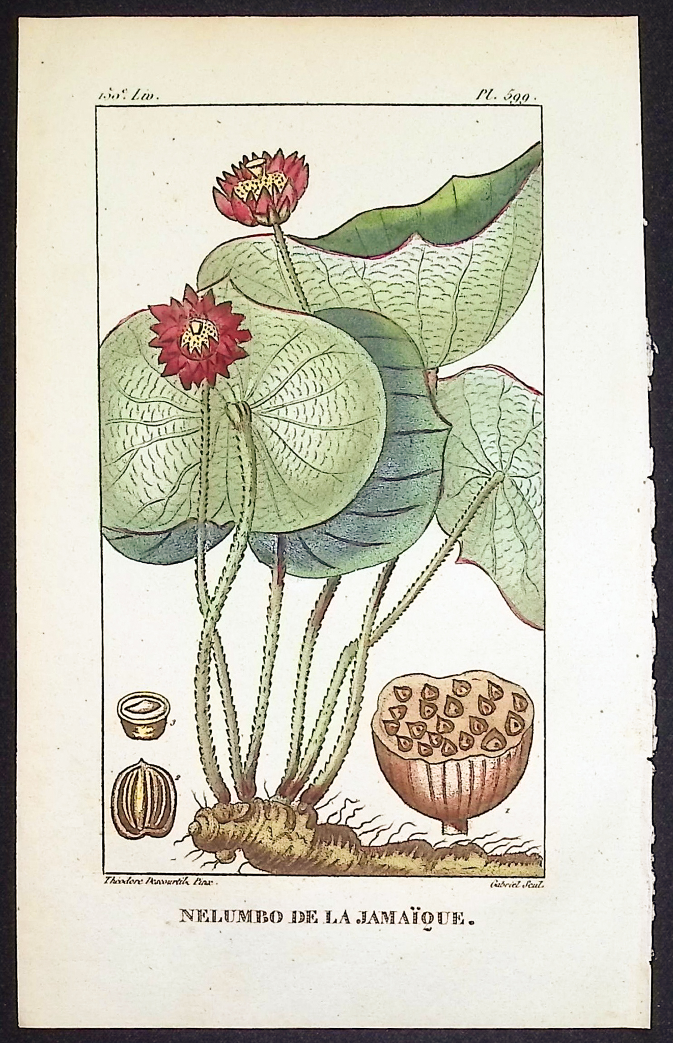 Descourtilz - 6 Botanical Engravings