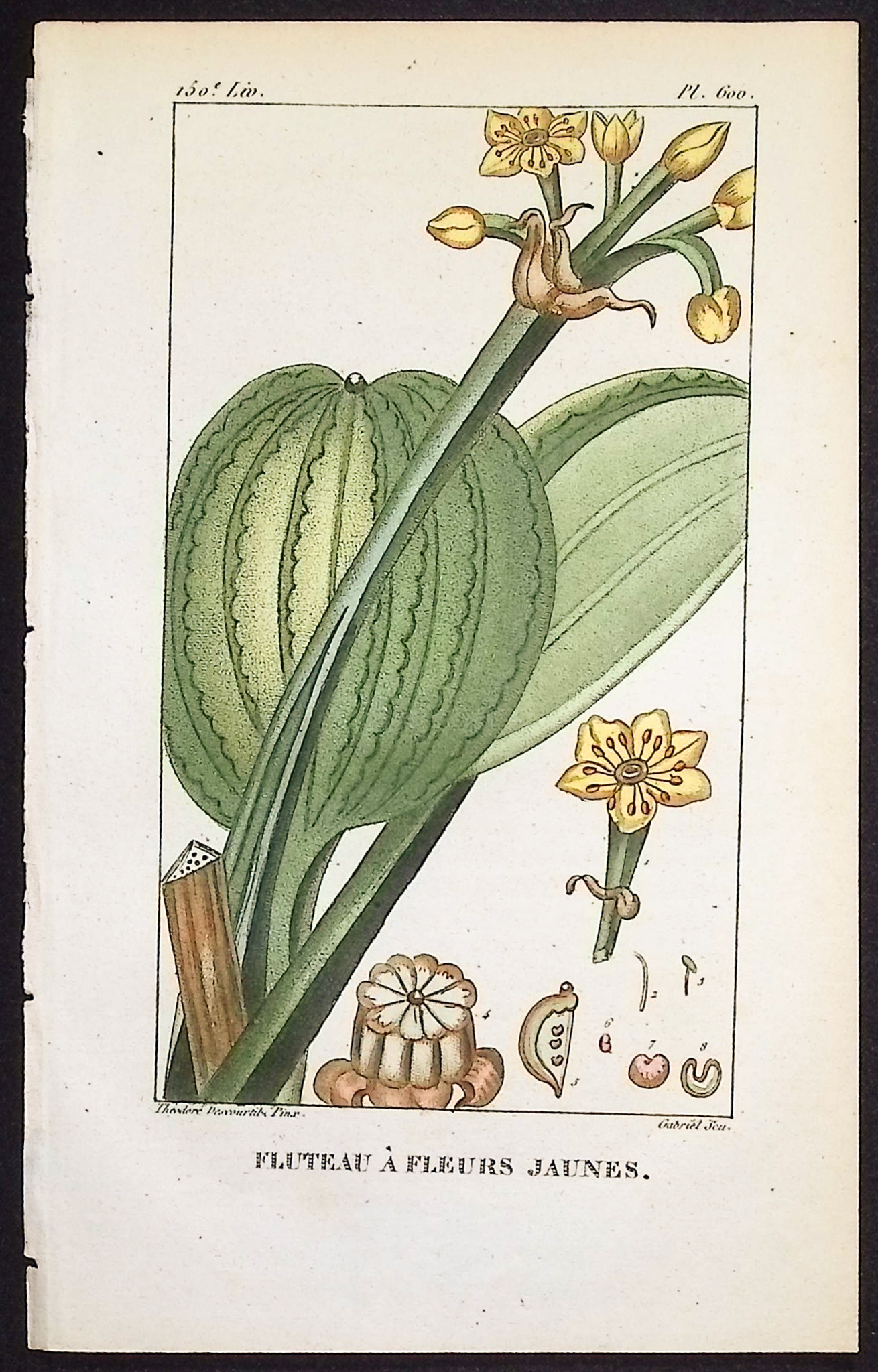 Descourtilz - 6 Botanical Engravings