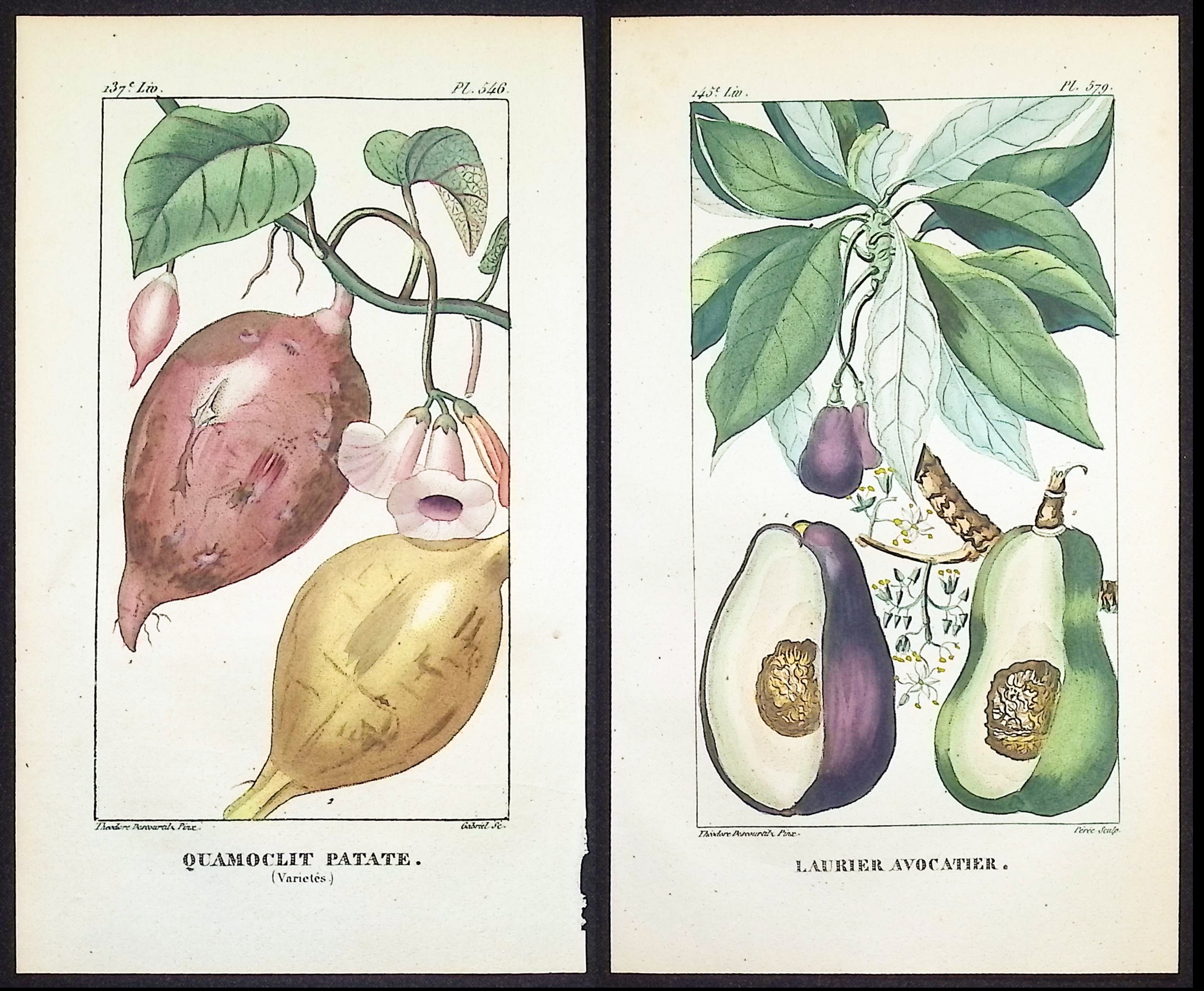 Descourtilz - 4 Fruit or Vegetable Engravings (Avocado, Potato, Cocoa, Mangosteen)