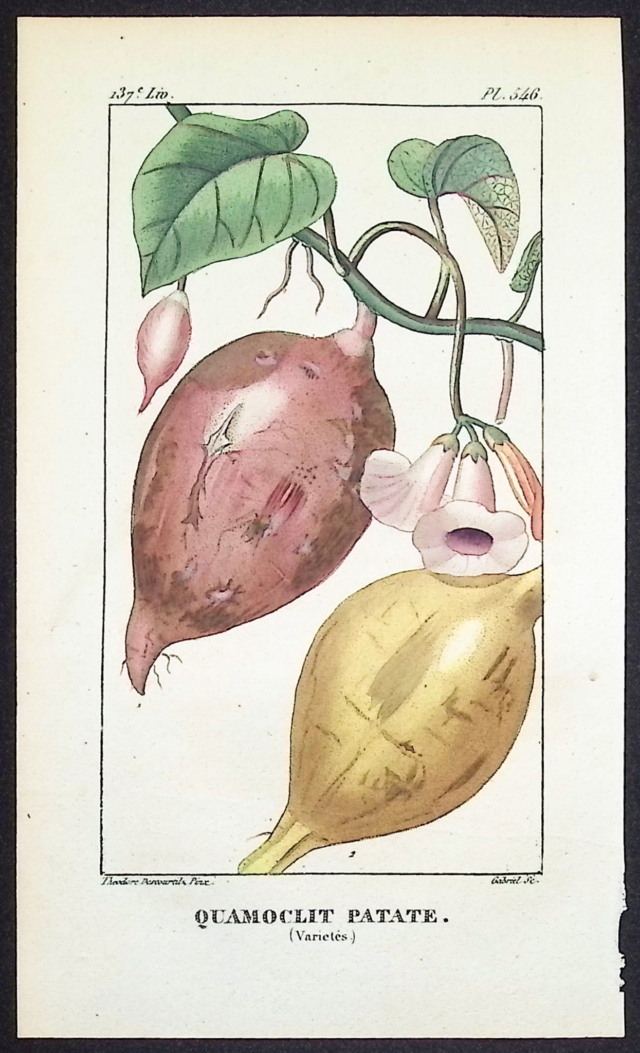 Descourtilz - 4 Fruit or Vegetable Engravings (Avocado, Potato, Cocoa, Mangosteen)