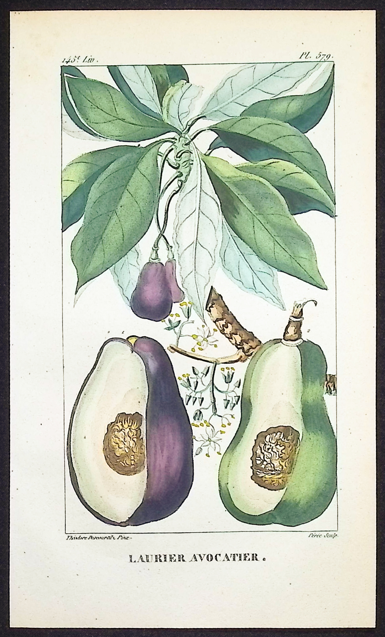 Descourtilz - 4 Fruit or Vegetable Engravings (Avocado, Potato, Cocoa, Mangosteen)