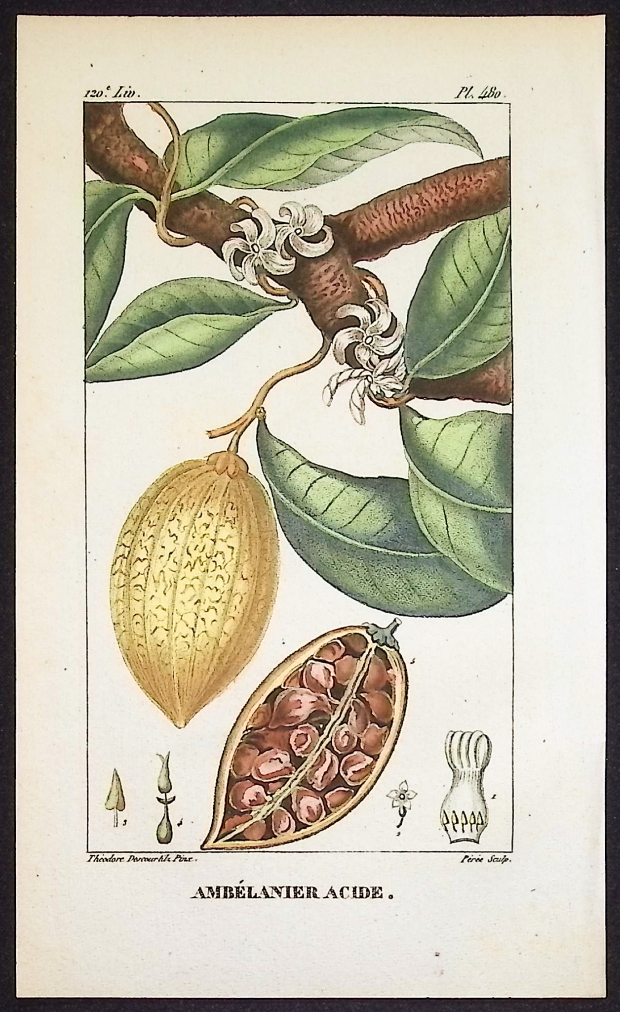 Descourtilz - 4 Fruit or Vegetable Engravings (Avocado, Potato, Cocoa, Mangosteen)