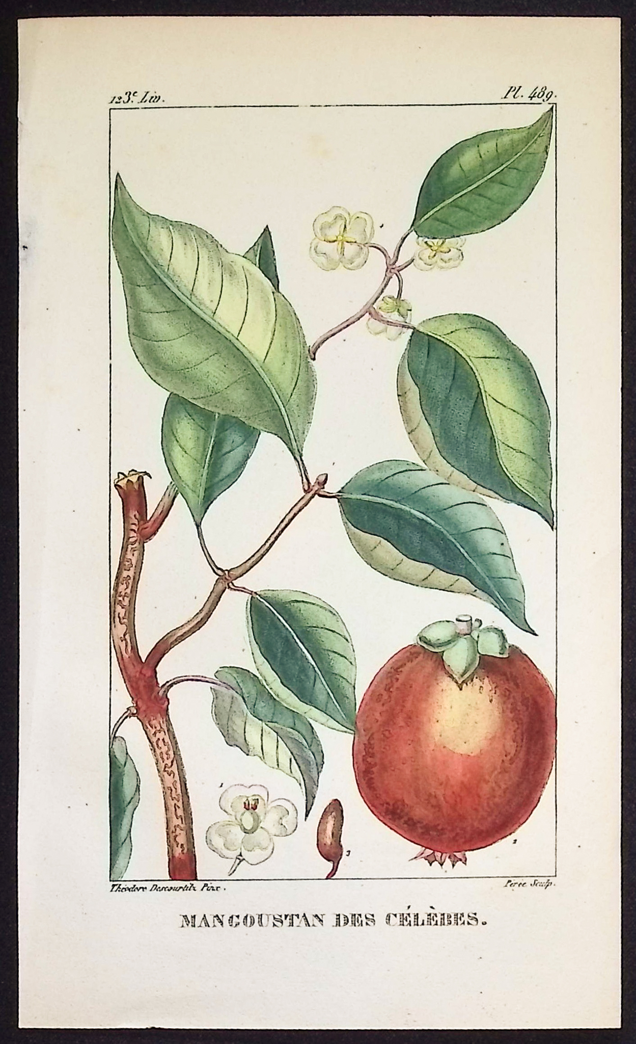 Descourtilz - 4 Fruit or Vegetable Engravings (Avocado, Potato, Cocoa, Mangosteen)