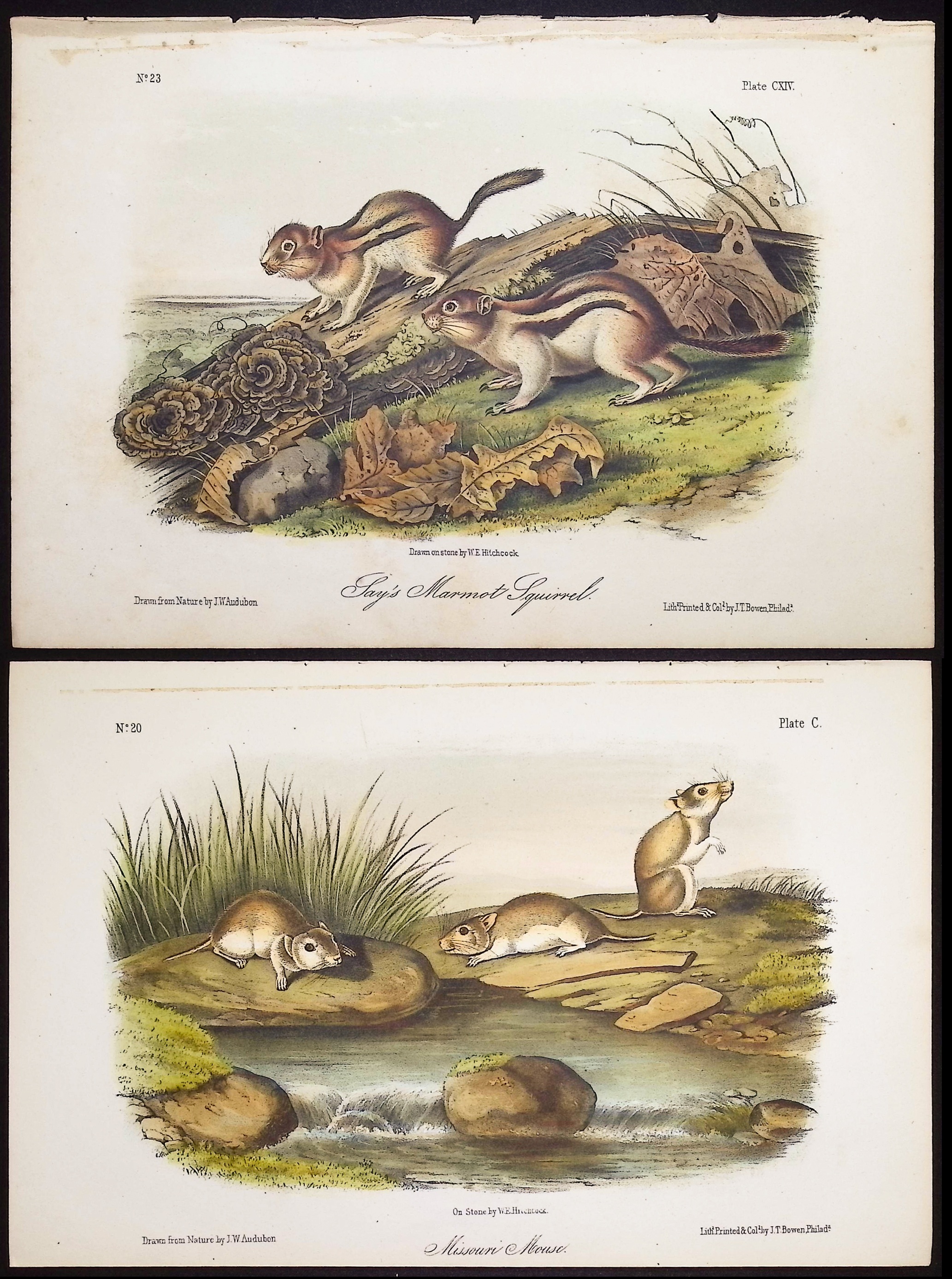 Audubon - 5 Quadruped Lithographs: Squirrel, Mouse, Hare, Spermophile