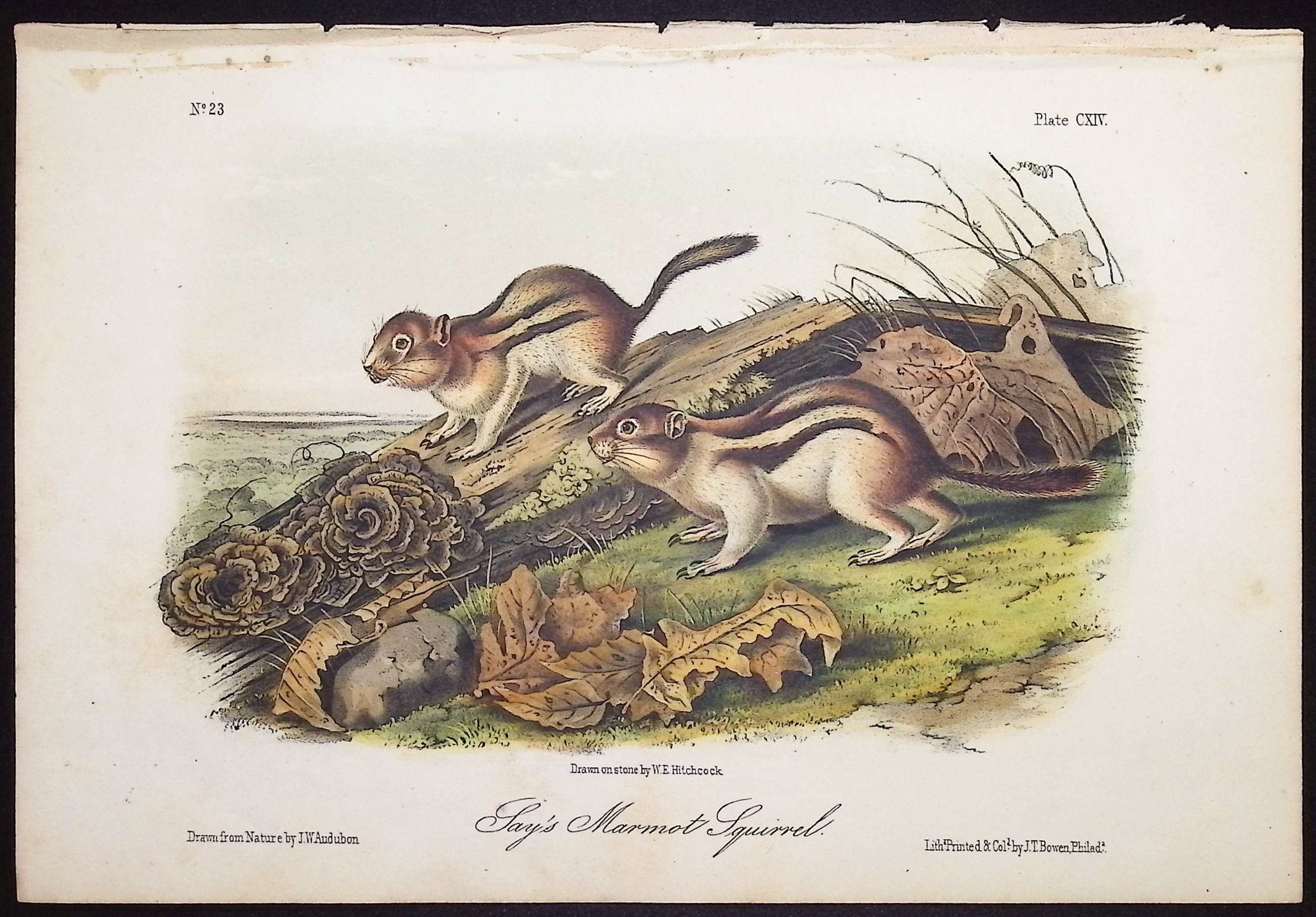 Audubon - 5 Quadruped Lithographs: Squirrel, Mouse, Hare, Spermophile