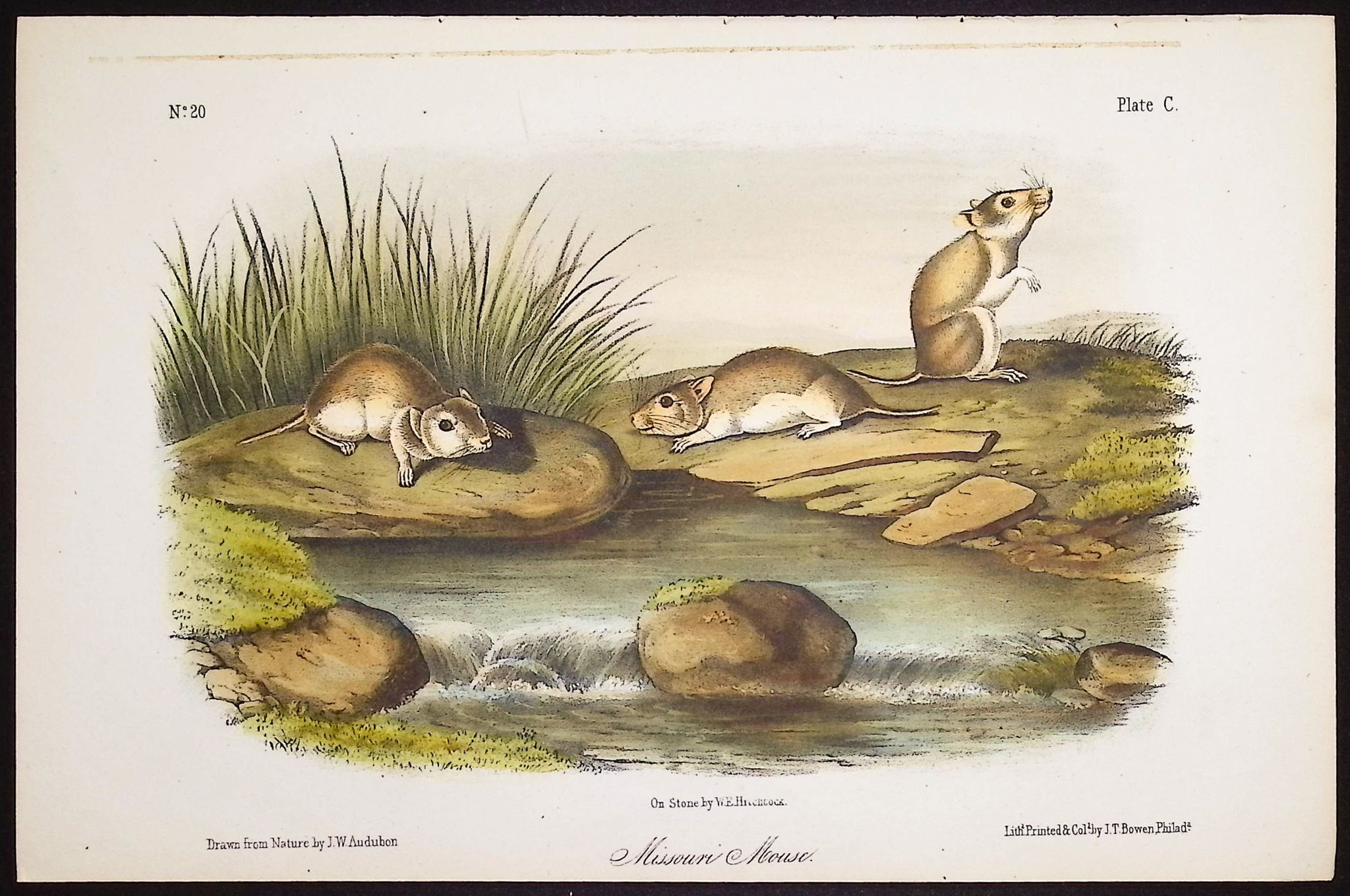 Audubon - 5 Quadruped Lithographs: Squirrel, Mouse, Hare, Spermophile