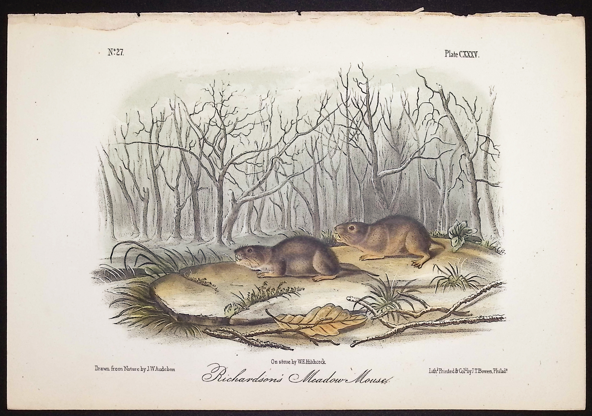Audubon - 5 Quadruped Lithographs: Squirrel, Mouse, Hare, Spermophile