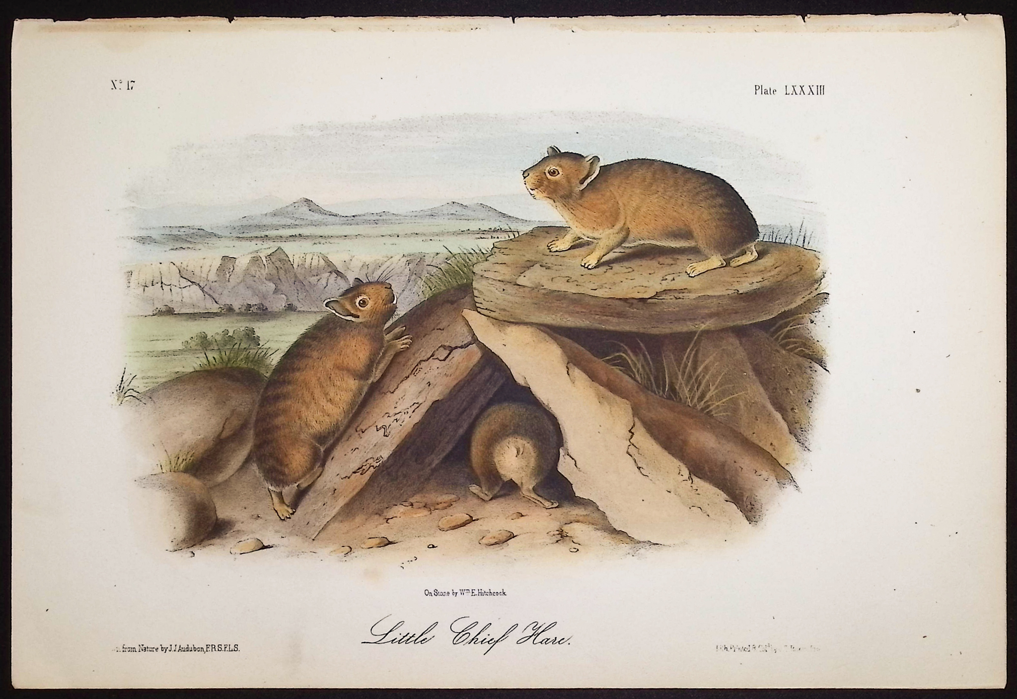 Audubon - 5 Quadruped Lithographs: Squirrel, Mouse, Hare, Spermophile