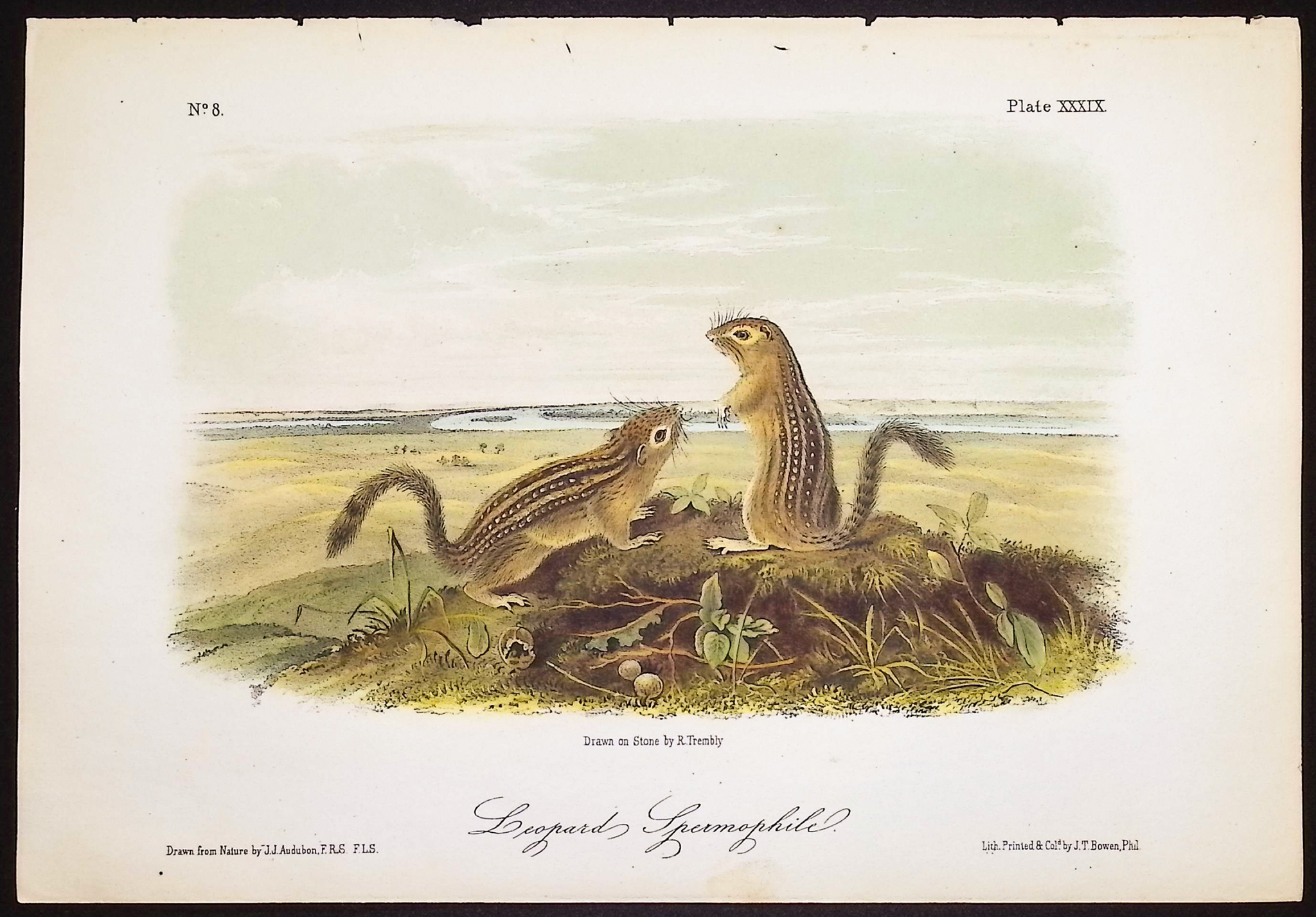 Audubon - 5 Quadruped Lithographs: Squirrel, Mouse, Hare, Spermophile