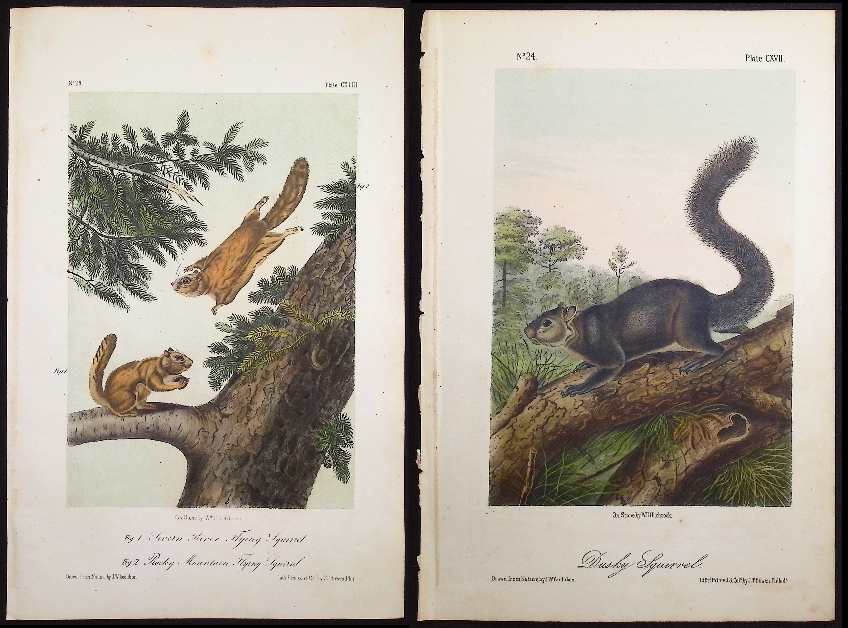 Audubon - 3 Squirrel Lithographs