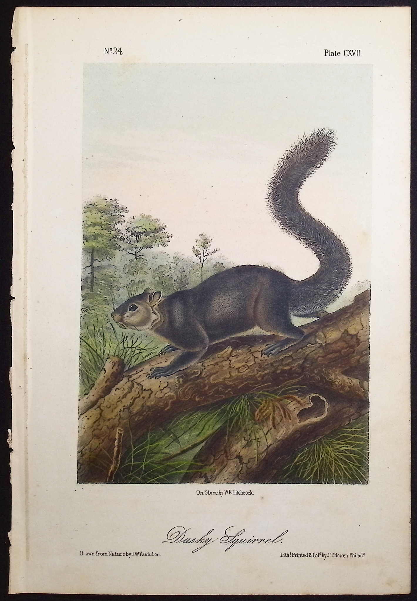 Audubon - 3 Squirrel Lithographs