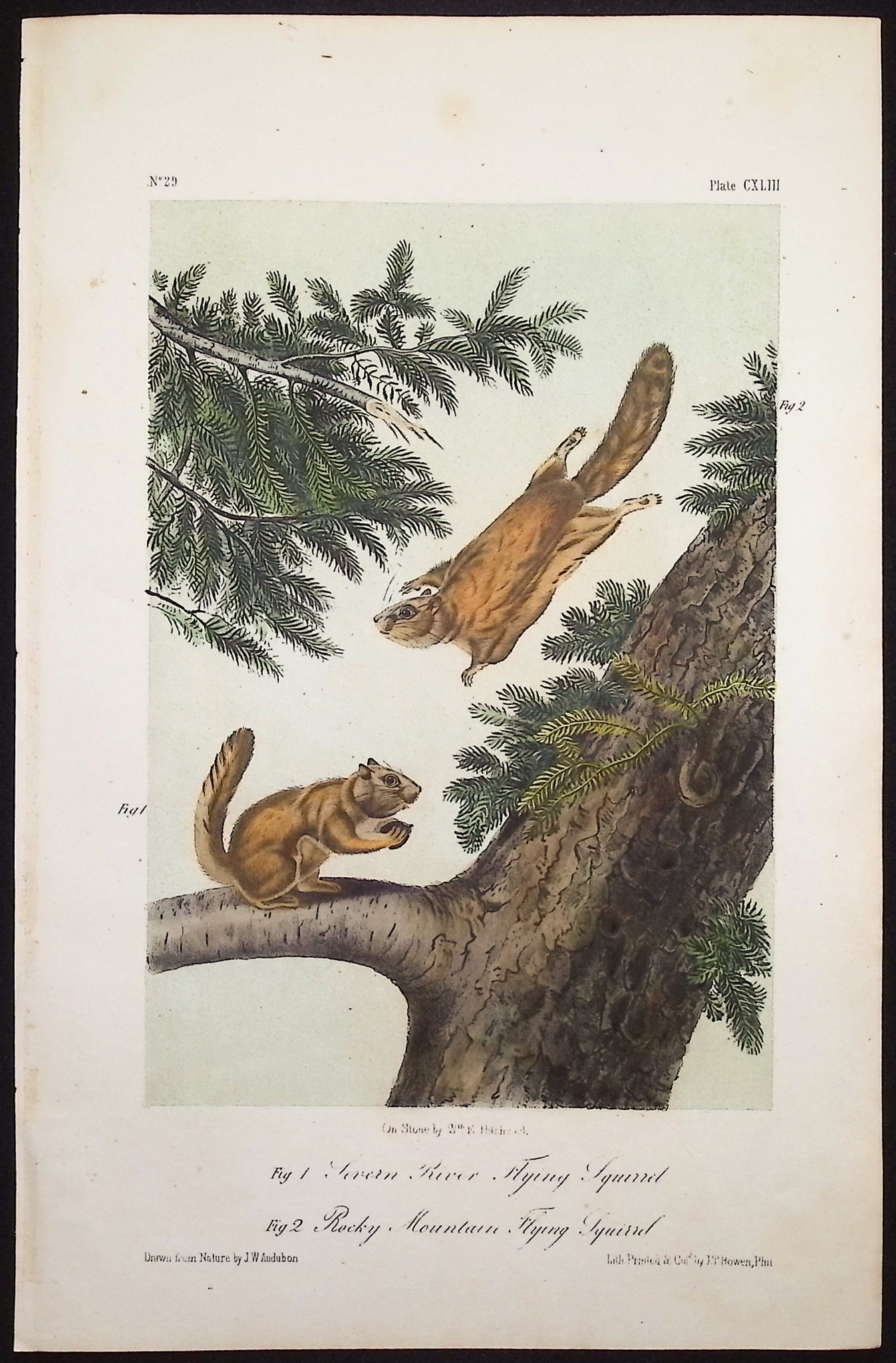 Audubon - 3 Squirrel Lithographs