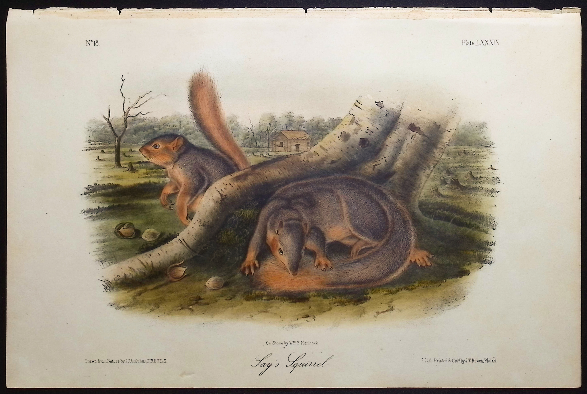 Audubon - 3 Squirrel Lithographs