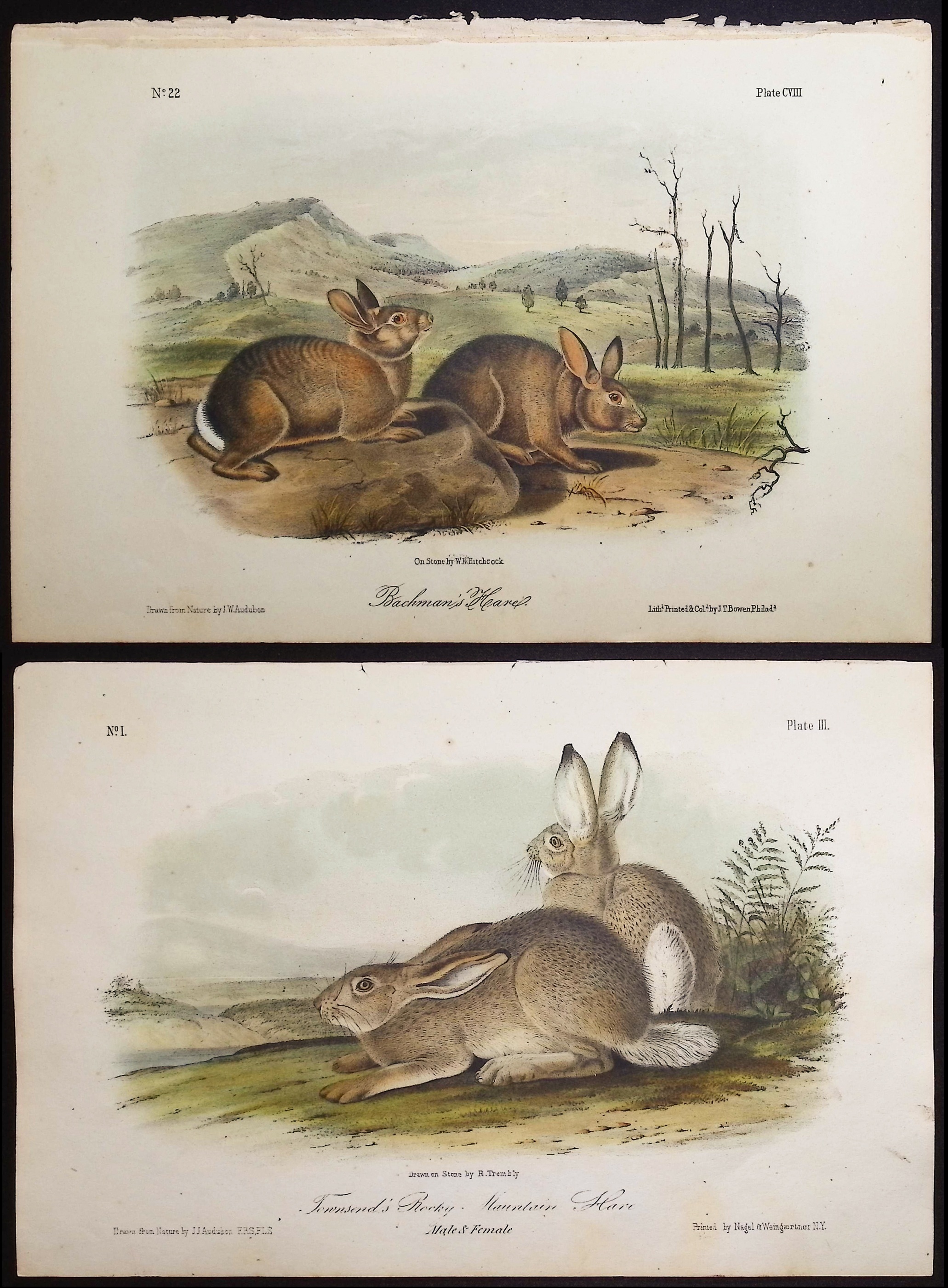 Audubon - 4 Hare Lithographs