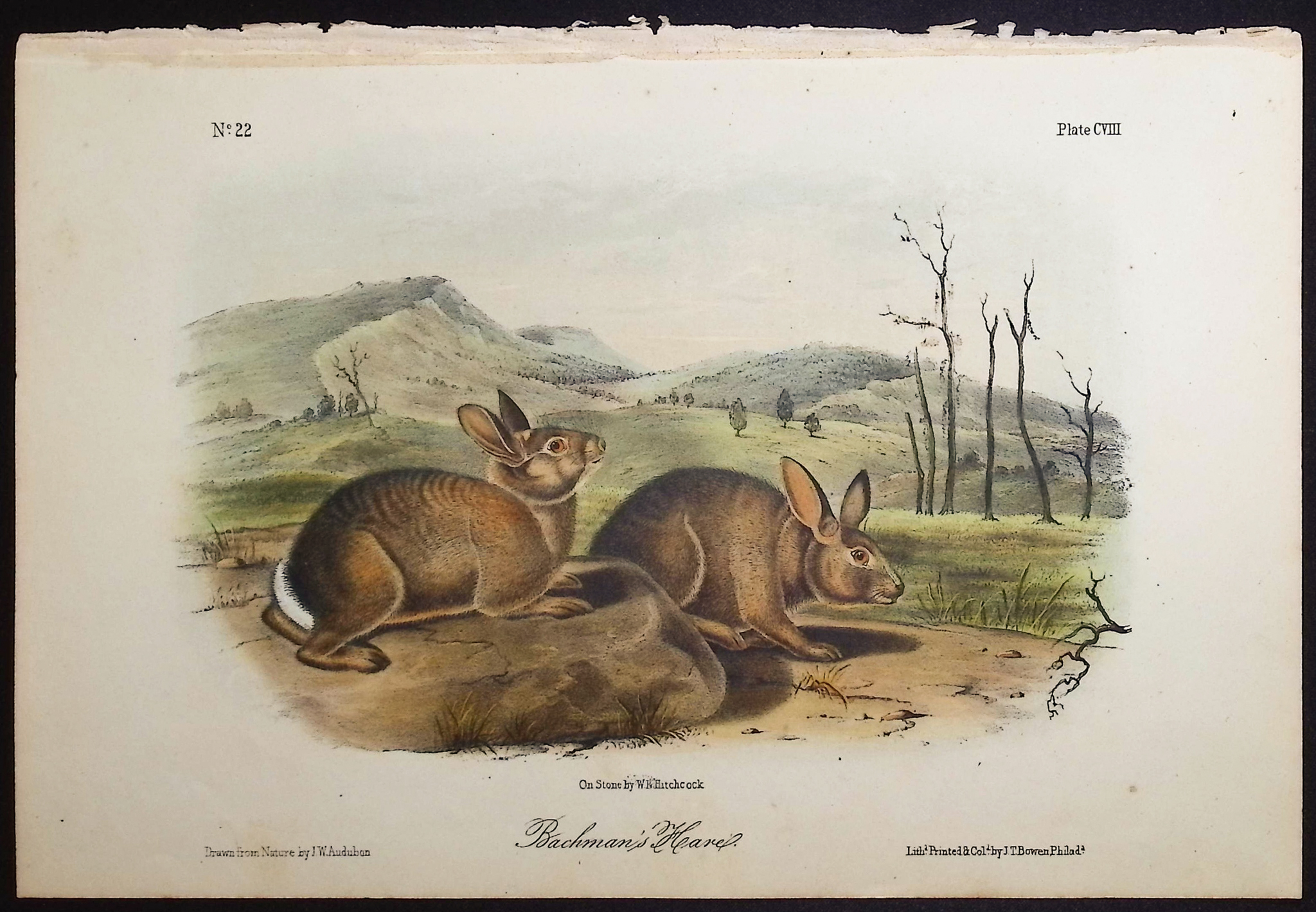 Audubon - 4 Hare Lithographs