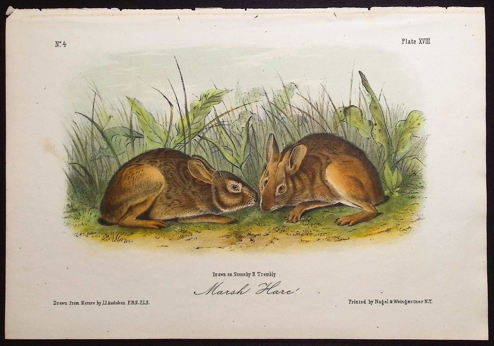 Audubon - 4 Hare Lithographs
