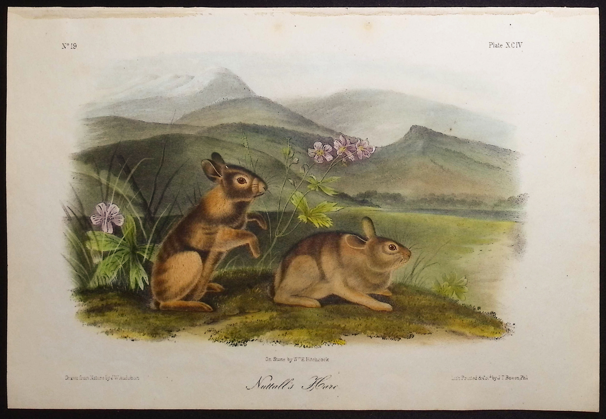 Audubon - 4 Hare Lithographs