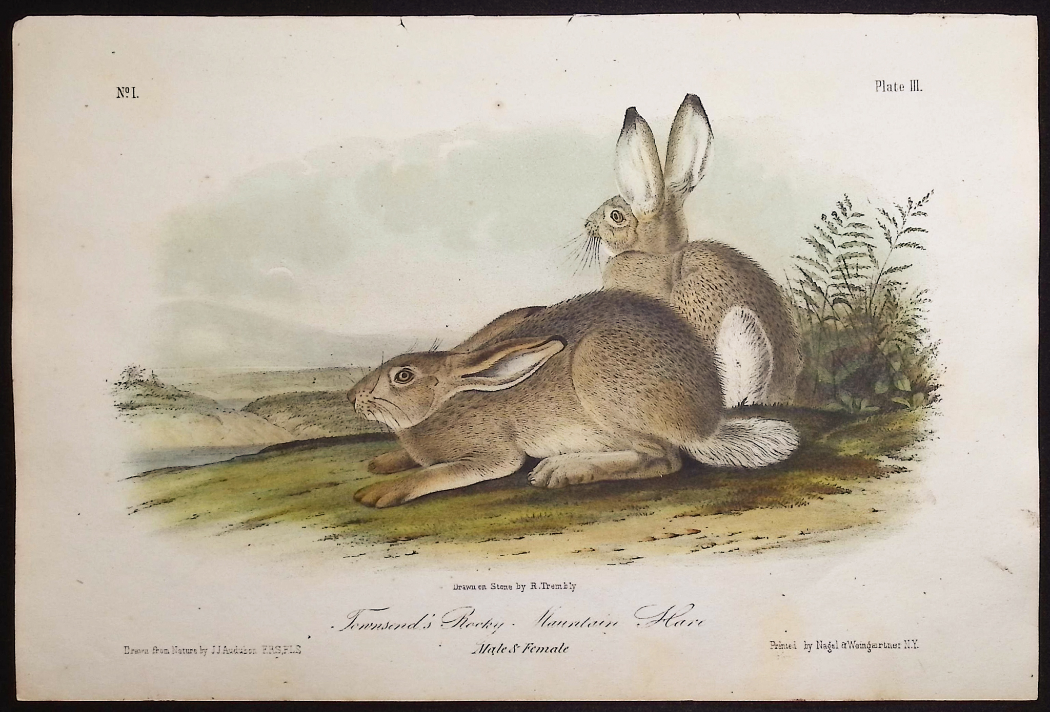 Audubon - 4 Hare Lithographs