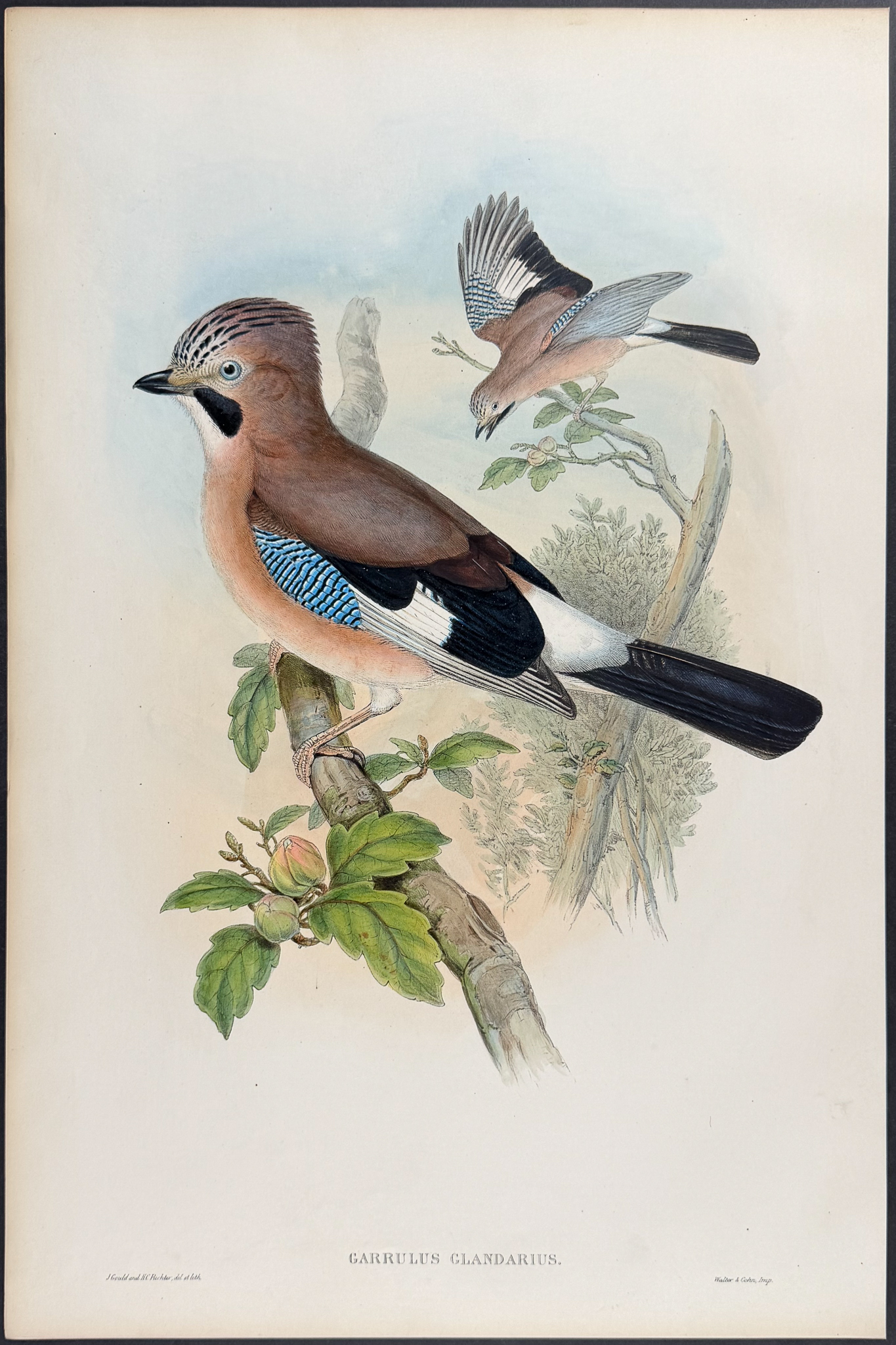Gould, Great Britain - Jay