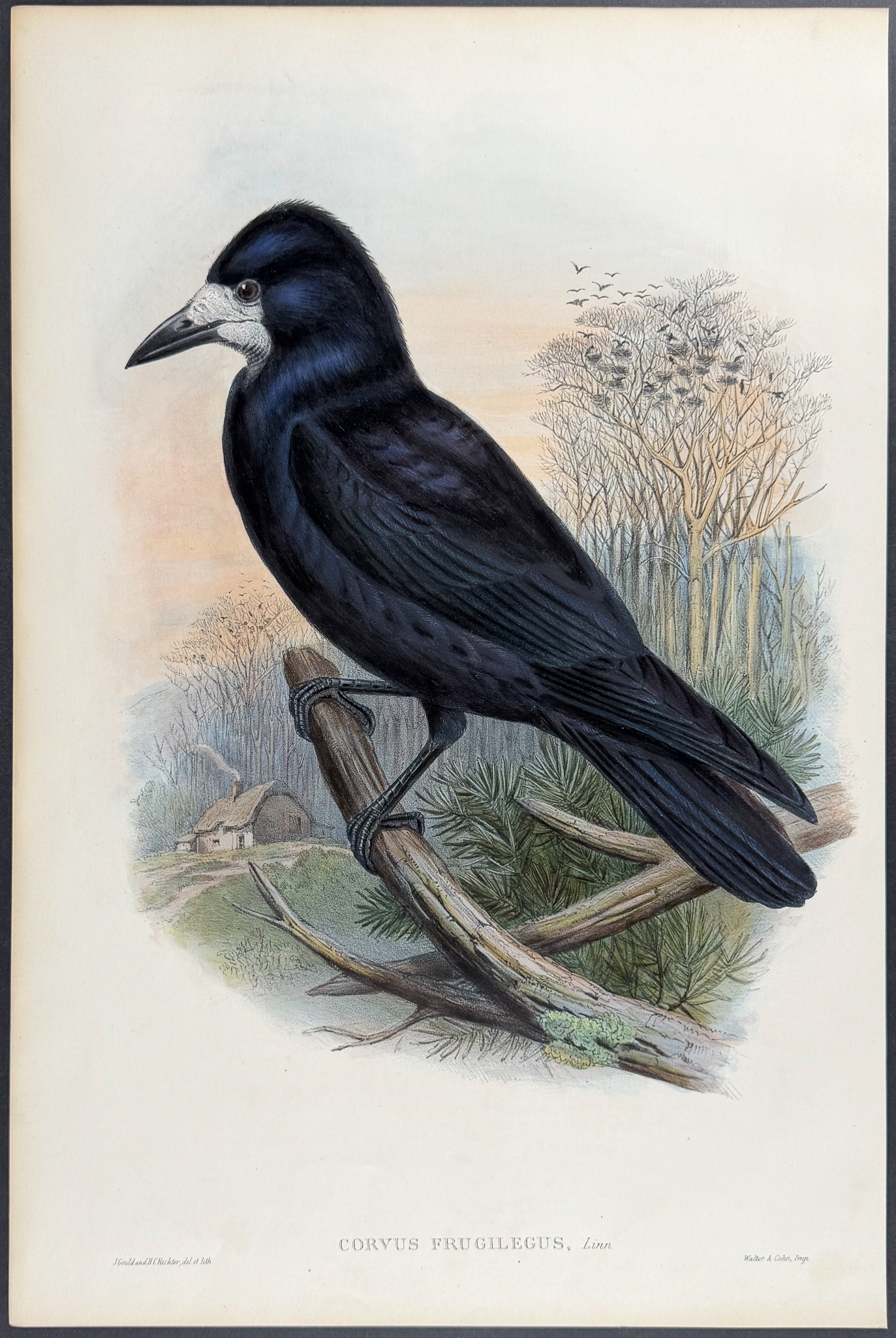 Gould, Great Britain - Rook