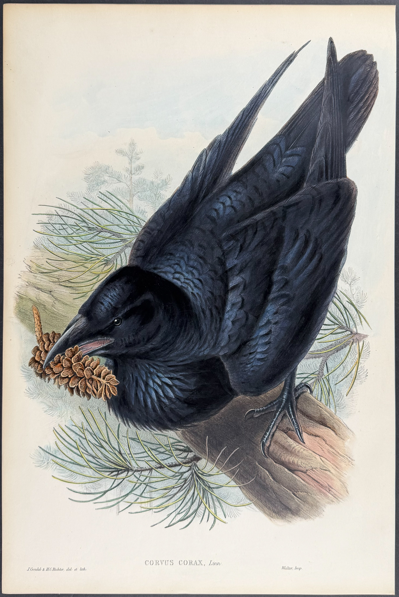 Gould, Great Britain - Raven