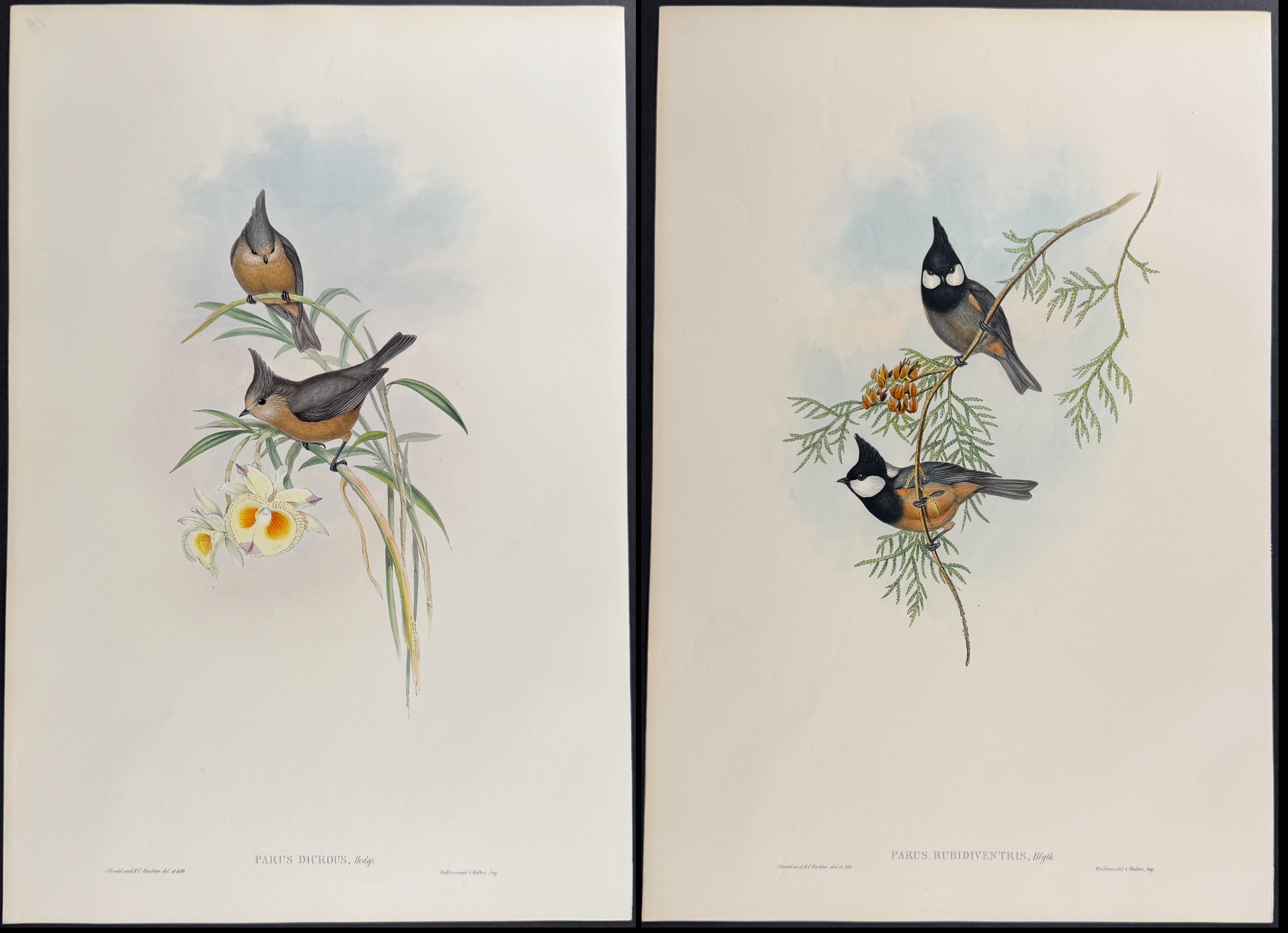 Gould, Asia - 4 Tit Lithographs