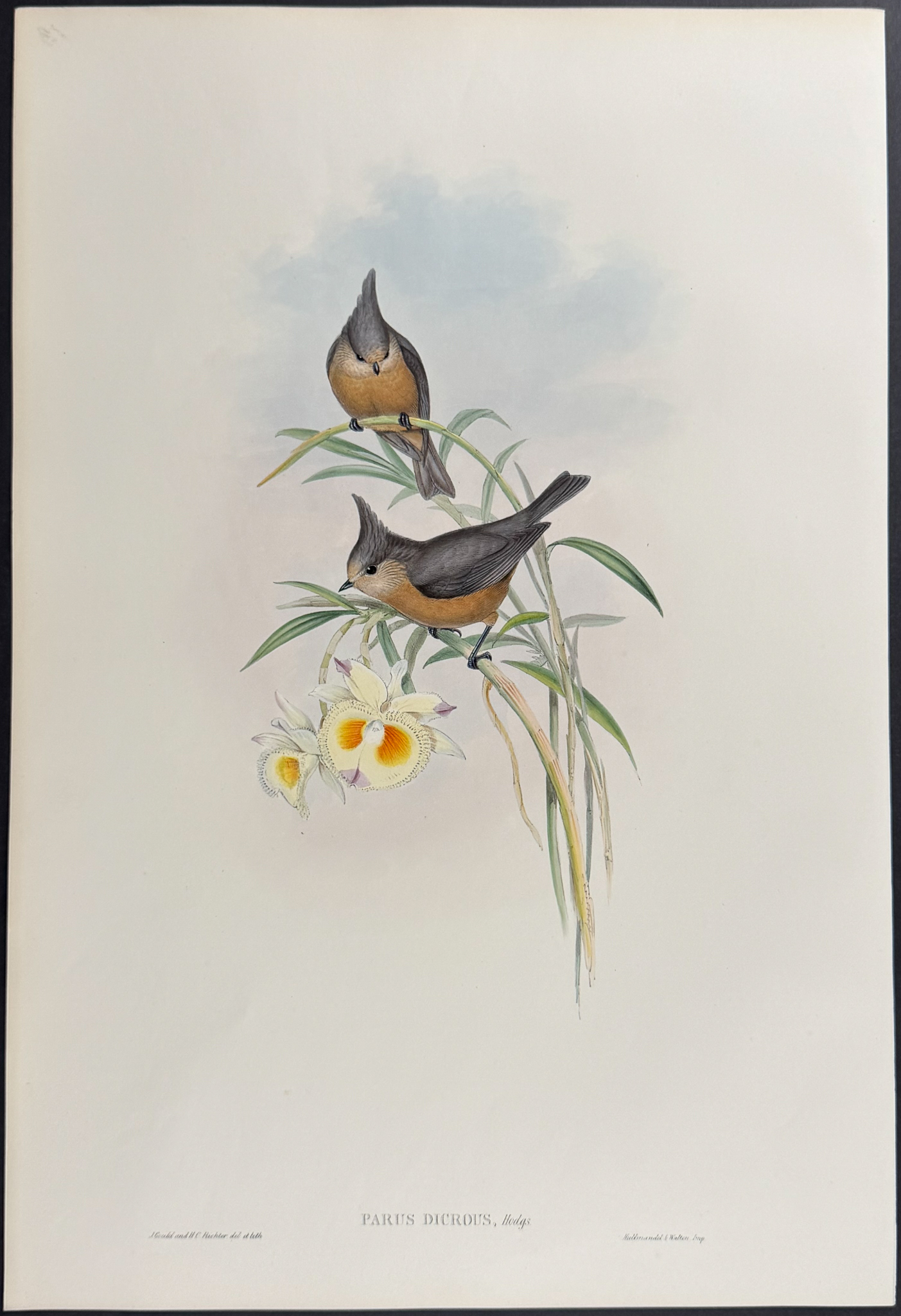 Gould, Asia - 4 Tit Lithographs