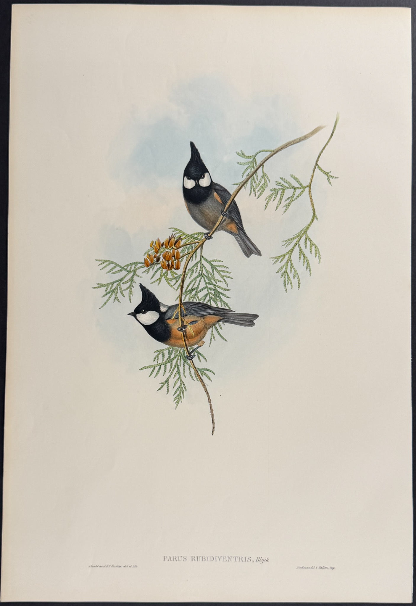 Gould, Asia - 4 Tit Lithographs