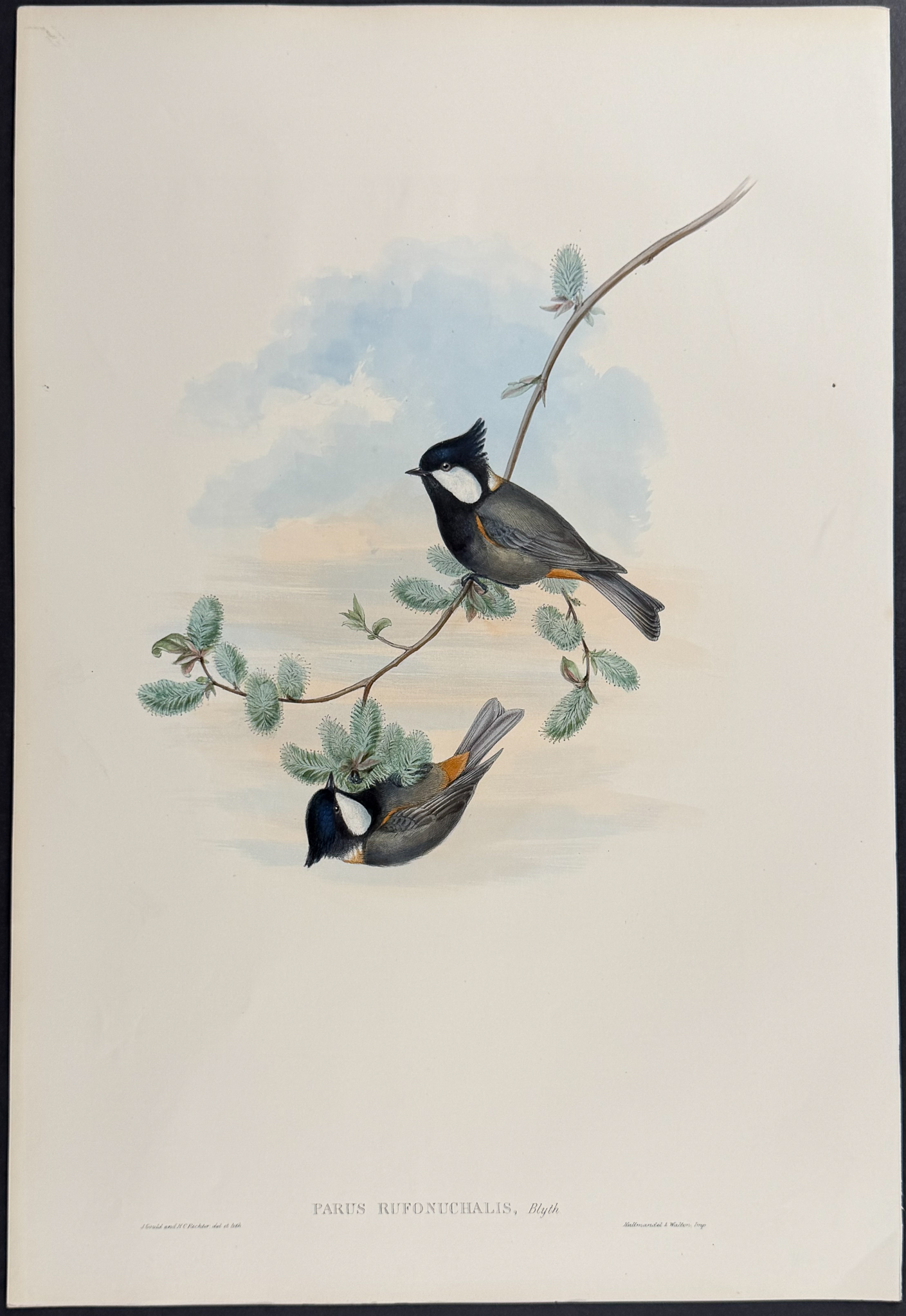 Gould, Asia - 4 Tit Lithographs