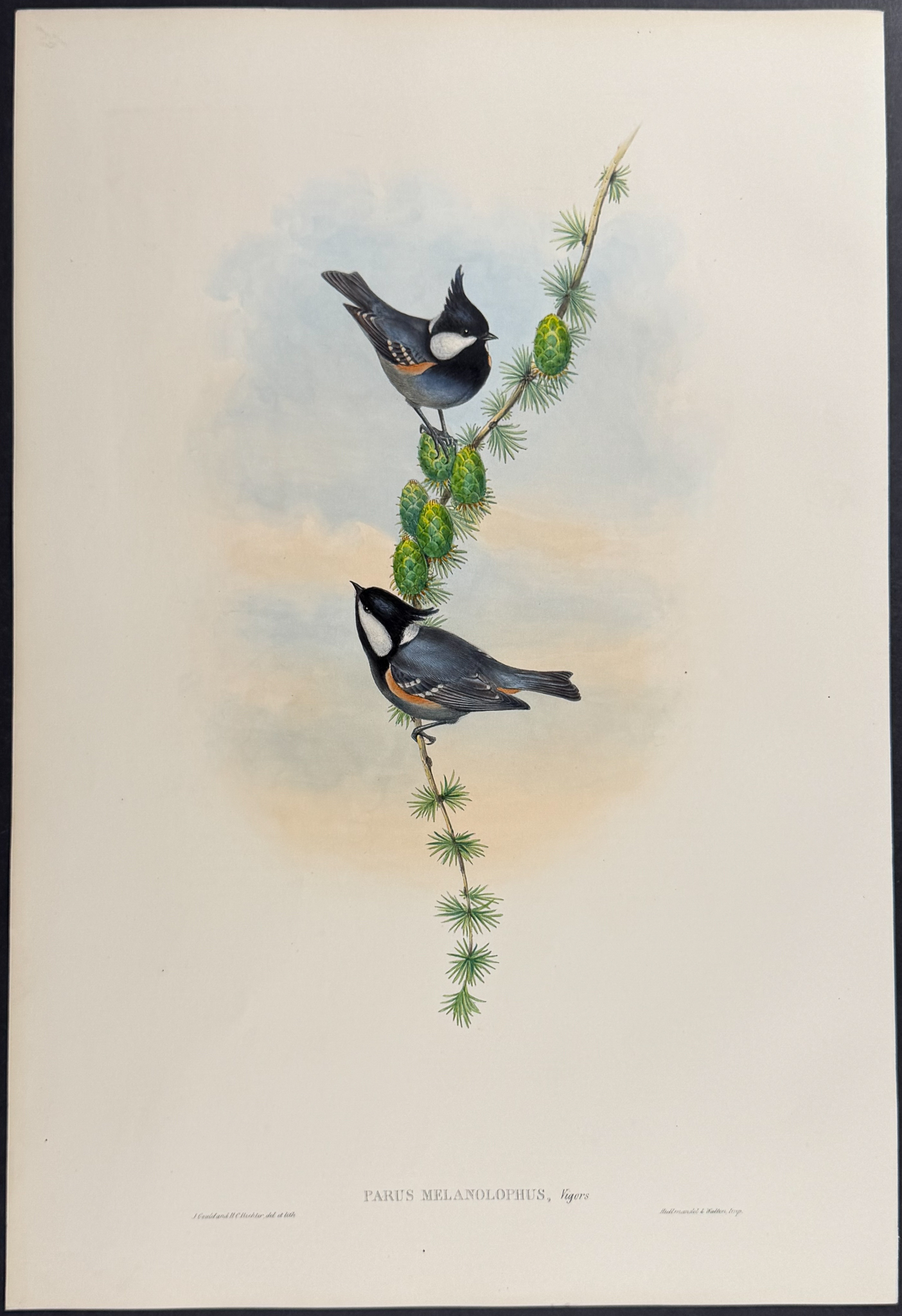 Gould, Asia - 4 Tit Lithographs
